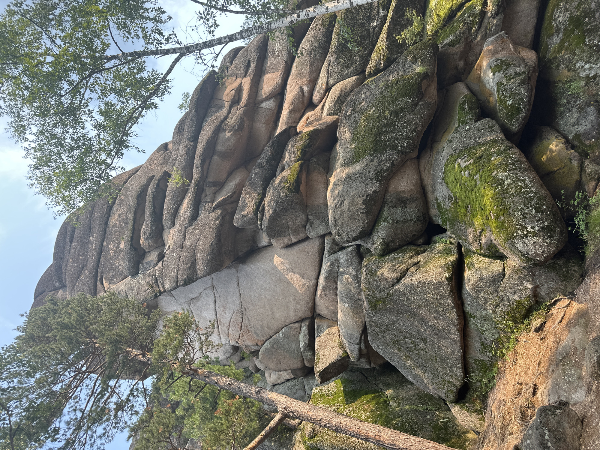 A low-angle, wide shot captures a towering rock formation covered in moss, with trees growing around it. The rock is composed of numerous large, rounded boulders stacked atop one another, creating a rugged and textured surface. The boulders are light gray and tan, with patches of vibrant green moss growing in crevices and on exposed surfaces. Sunlight casts shadows across the rock, highlighting the unevenness of the terrain and the interplay of light and dark. On the left side of the frame, a tall pine tree with dark green needles leans against the rock formation, its trunk textured and weathered. To the right, the white bark and leafy branches of a birch tree are visible, reaching towards the sky. The background is a clear blue sky with a few wispy white clouds. The ground in the foreground is a mix of dirt and small rocks, with some scattered dry leaves. The overall impression is one of natural beauty and rugged wilderness.