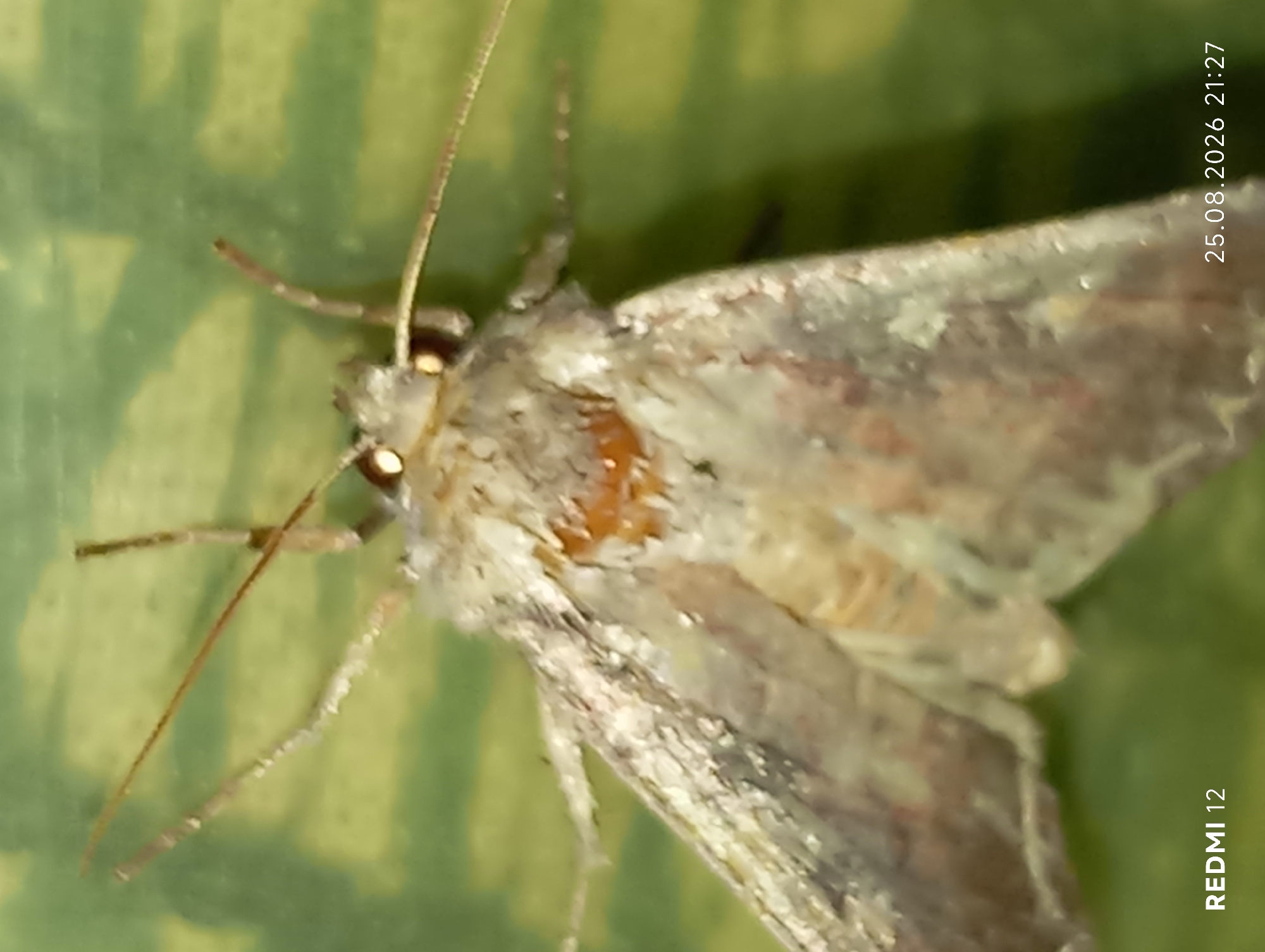 A close-up, top-down macro photograph shows a moth with light brown and gray patterned wings resting on a green, striped surface, possibly a leaf. The moth's body is covered in fuzzy, light-colored scales, with darker markings on its thorax. Its eyes are visible as small, dark spots, and it has long, thin antennae. The background is a soft green with darker green stripes, suggesting a natural setting. The bottom left corner of the image displays the text "REDMI 12" in white, and the bottom right corner shows the date and time "25.08.2026 21:27". There is no information available about the location being in Smila, Ukraine.