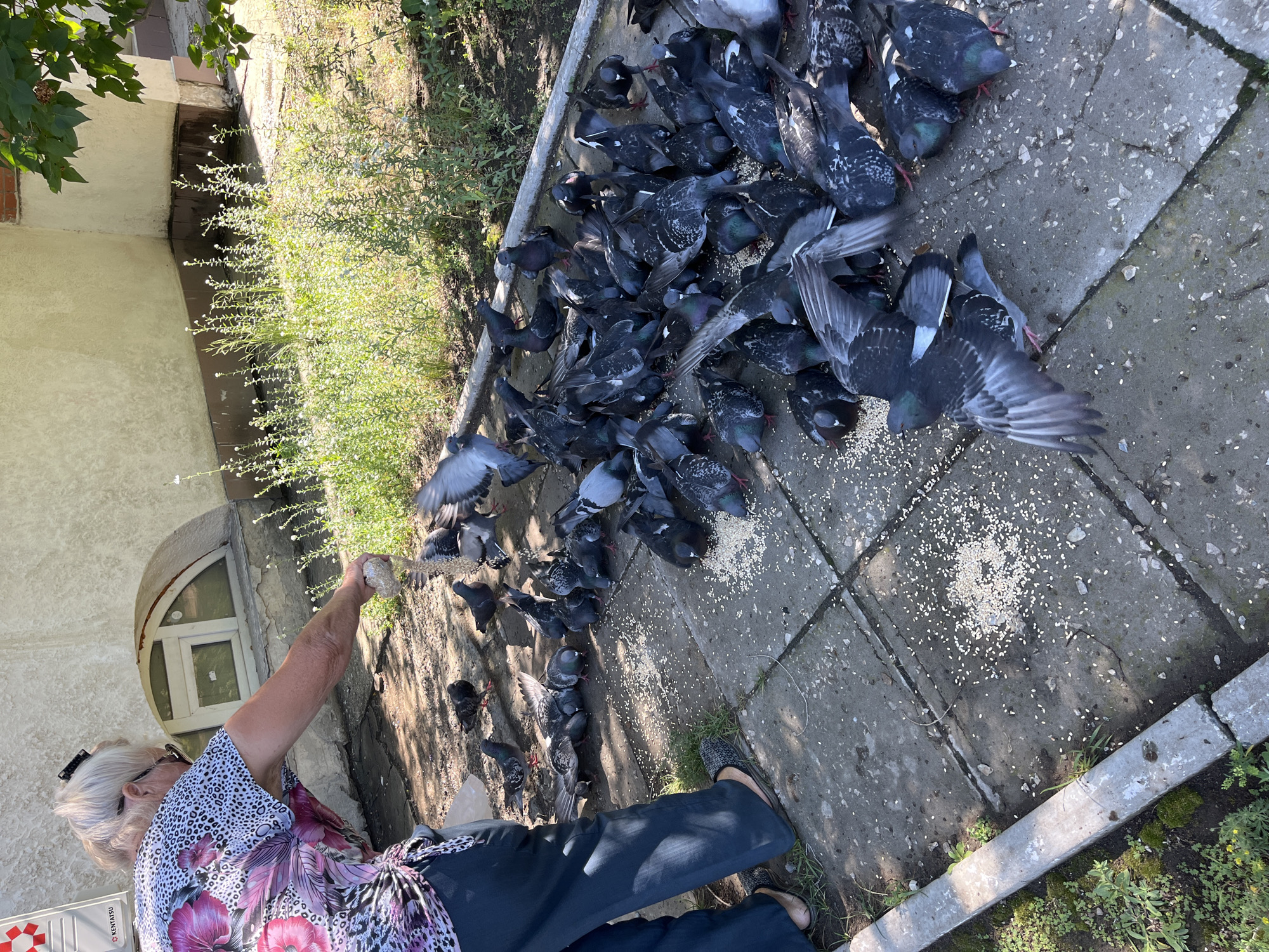 A woman is feeding a flock of pigeons in an outdoor setting. The woman, who has white hair and is wearing glasses and a colorful blouse, is holding out a handful of seeds to the birds. The pigeons are gathered around her, eagerly pecking at the food. The scene takes place on a paved area next to a building with light-colored walls and a curved window. Greenery, including bushes and trees, is visible in the background and surrounding areas. The ground is made of concrete slabs, some of which are cracked. The sunlight suggests it is daytime, likely a warm day given the outdoor activity. The overall impression is one of a peaceful, everyday interaction between a person and nature. There are no visible text elements in the image.
