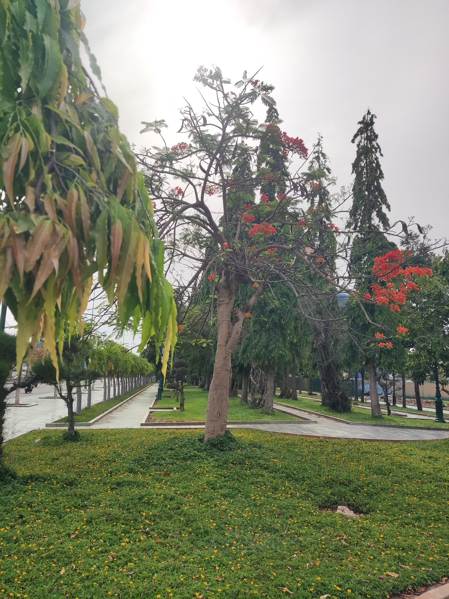 The photograph presents a cityscape, specifically a park-like setting, under an overcast sky. In the foreground, a grassy area is densely covered with small yellow flowers. This area is interspersed with trees, notably one in the center with a bare trunk and branches adorned with clusters of bright red flowers. To the left, a tree with elongated, drooping green and brown leaves frames the scene.
A paved pathway, bordered by neatly trimmed hedges and regularly spaced trees, extends into the background. A row of trees lines the pathway. A tall, conical evergreen tree stands prominently amidst other trees. The environment suggests a well-maintained urban park or garden. The location is Unknown, Unknown.