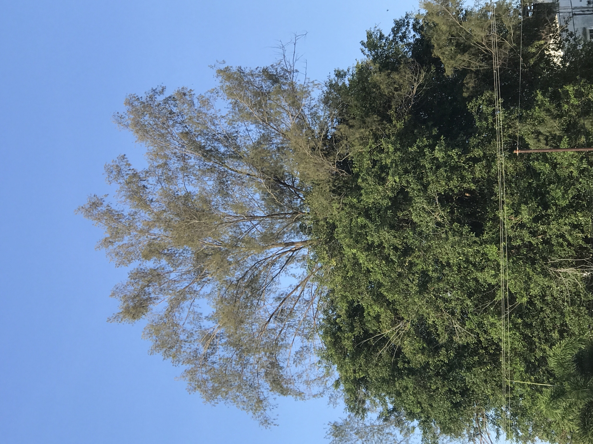 The image shows a view of trees against a clear blue sky, likely taken in the city of Lhokseumawe, Indonesia. On the left side of the frame, there's a tree with delicate, sparse foliage, appearing lighter in color. Adjacent to it, on the right, is a dense, leafy tree with lush green foliage. In the background, the corner of a light-colored building is visible, partially obscured by the trees. Power lines run across the right part of the image, partially obscured by the denser tree. The composition suggests the image was taken from a low angle, looking upwards towards the sky. The overall impression is one of nature in an urban setting.