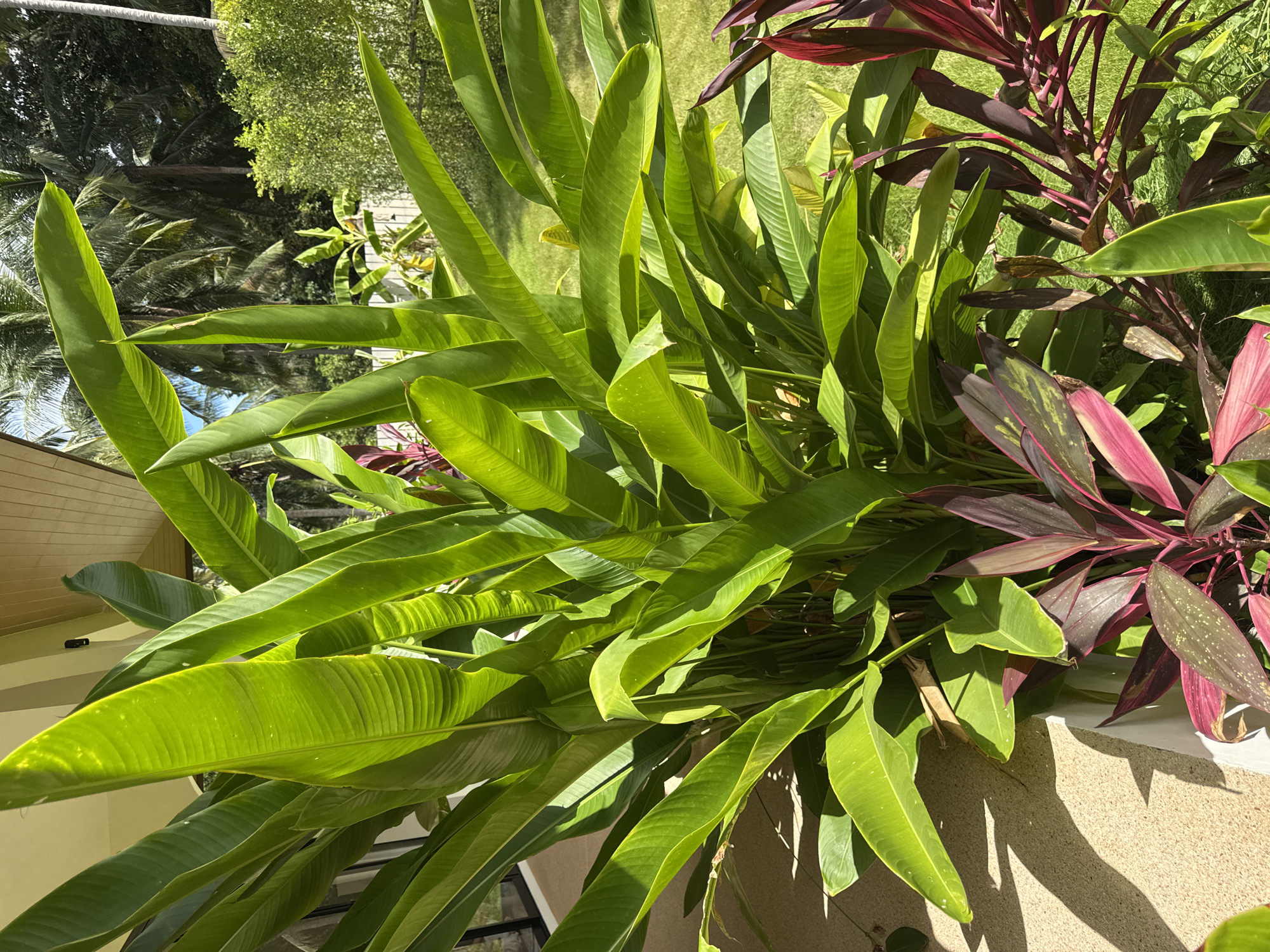 A medium shot captures a lush tropical plant arrangement in the city of Koh Phangan, Thailand. The foreground is dominated by large, vibrant green leaves, likely from a heliconia or similar plant, with some reddish-purple foliage, possibly ti plants, peeking from the bottom right. Sunlight casts shadows from the leaves onto a light-colored, textured wall on the left. In the background, a meticulously manicured green lawn is visible, with palm trees and other lush vegetation suggesting a warm, sunny climate. The overall scene conveys a sense of tropical tranquility.