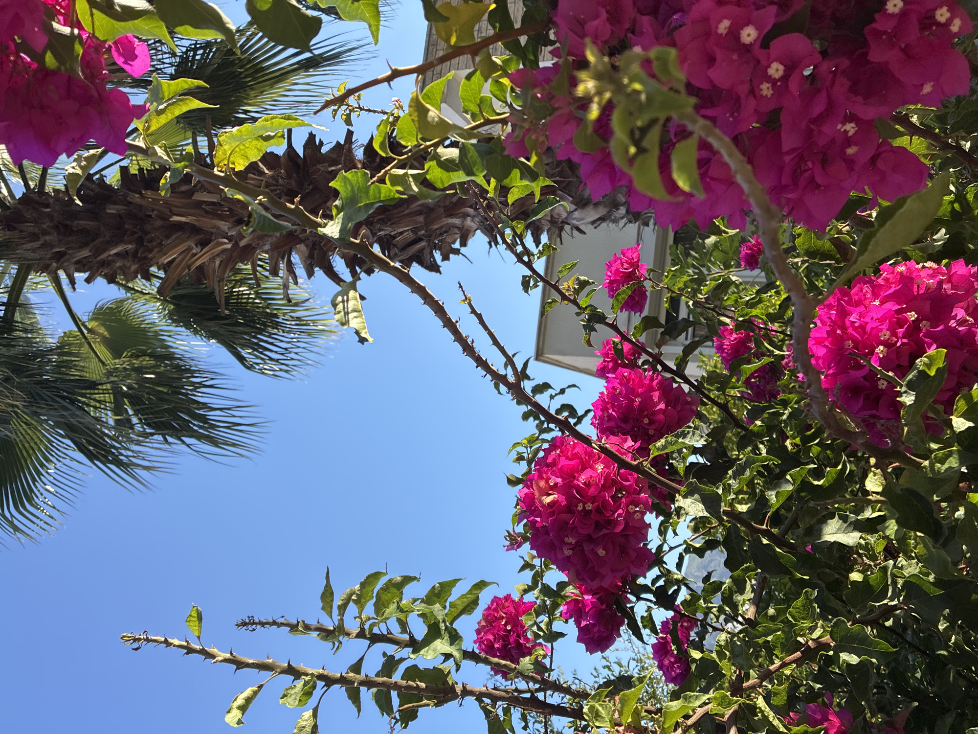The image captures a close-up view of vibrant pink bougainvillea flowers in bloom, set against a clear blue sky. A tall palm tree is visible behind the flowers, its fronds catching the sunlight. In the background, a building with a beige brick facade and white trim can be seen. The scene appears to be in Alanya, Turkey, given the presence of Mediterranean flora and architectural style. The lighting suggests it is daytime, likely late morning or early afternoon, with the sun casting bright light on the flowers and leaves. There are no people or animals present in the image. The composition focuses on the natural beauty of the flowers and the surrounding vegetation, with the building providing a contextual backdrop.
