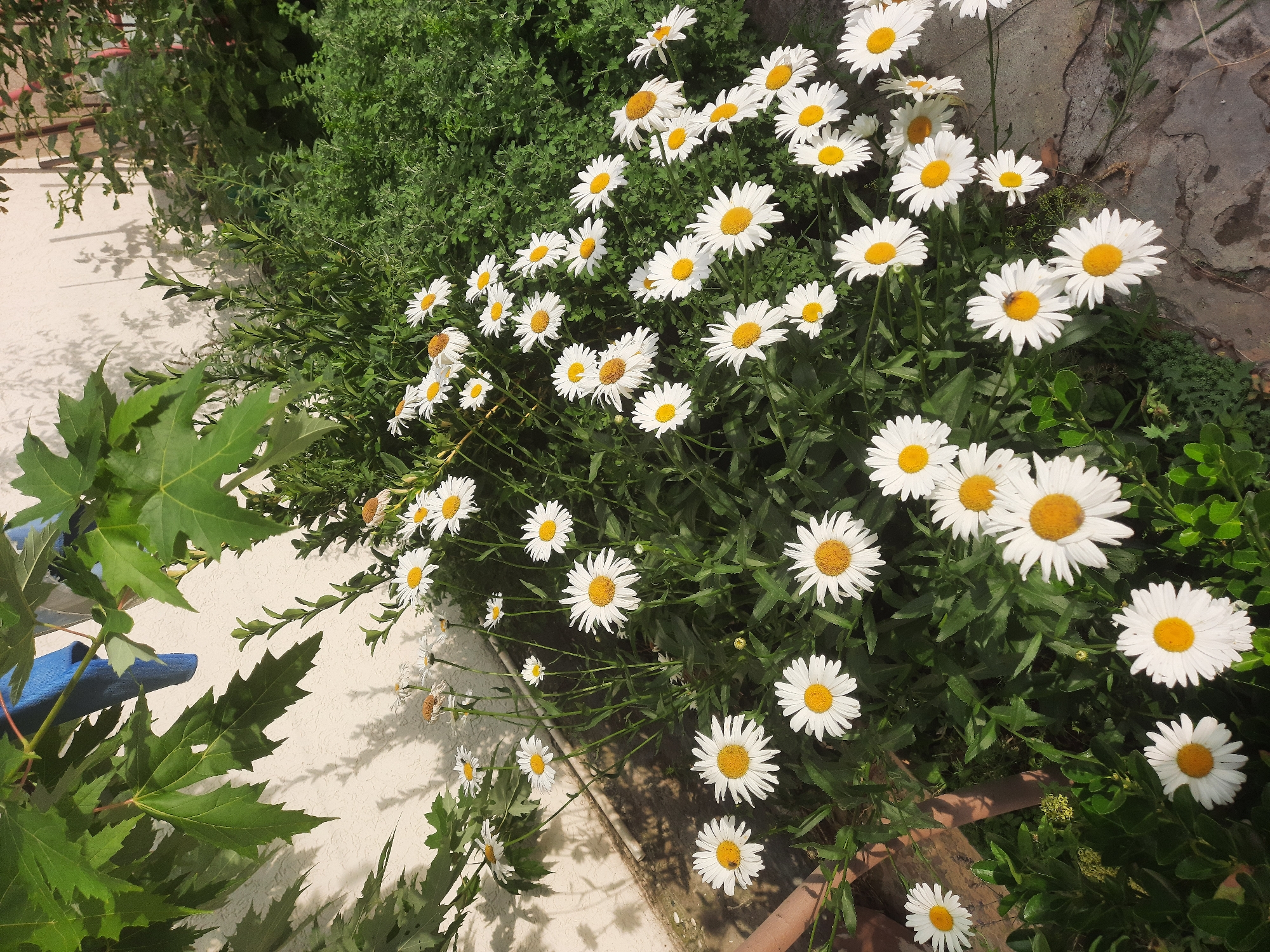 This media file shows a close-up, eye-level view of a bed of daisies in Gudermes, Russia. The daisies are the primary subject, with numerous white-petaled flowers with yellow centers filling the frame. They are densely packed and appear to be growing amongst green foliage. A textured, rough stone wall is visible in the upper right portion of the image, behind the flowers. In the lower left, large, green maple-like leaves dominate the foreground, casting shadows on a light-colored, textured wall or surface. A blue object, possibly part of a tool or gardening equipment, is partially visible amongst the large leaves. The lighting suggests it is daytime, with bright sunlight creating distinct shadows, indicating a sunny day. There is no visible text in the image. The overall scene conveys a natural, outdoor setting, likely a garden or yard.