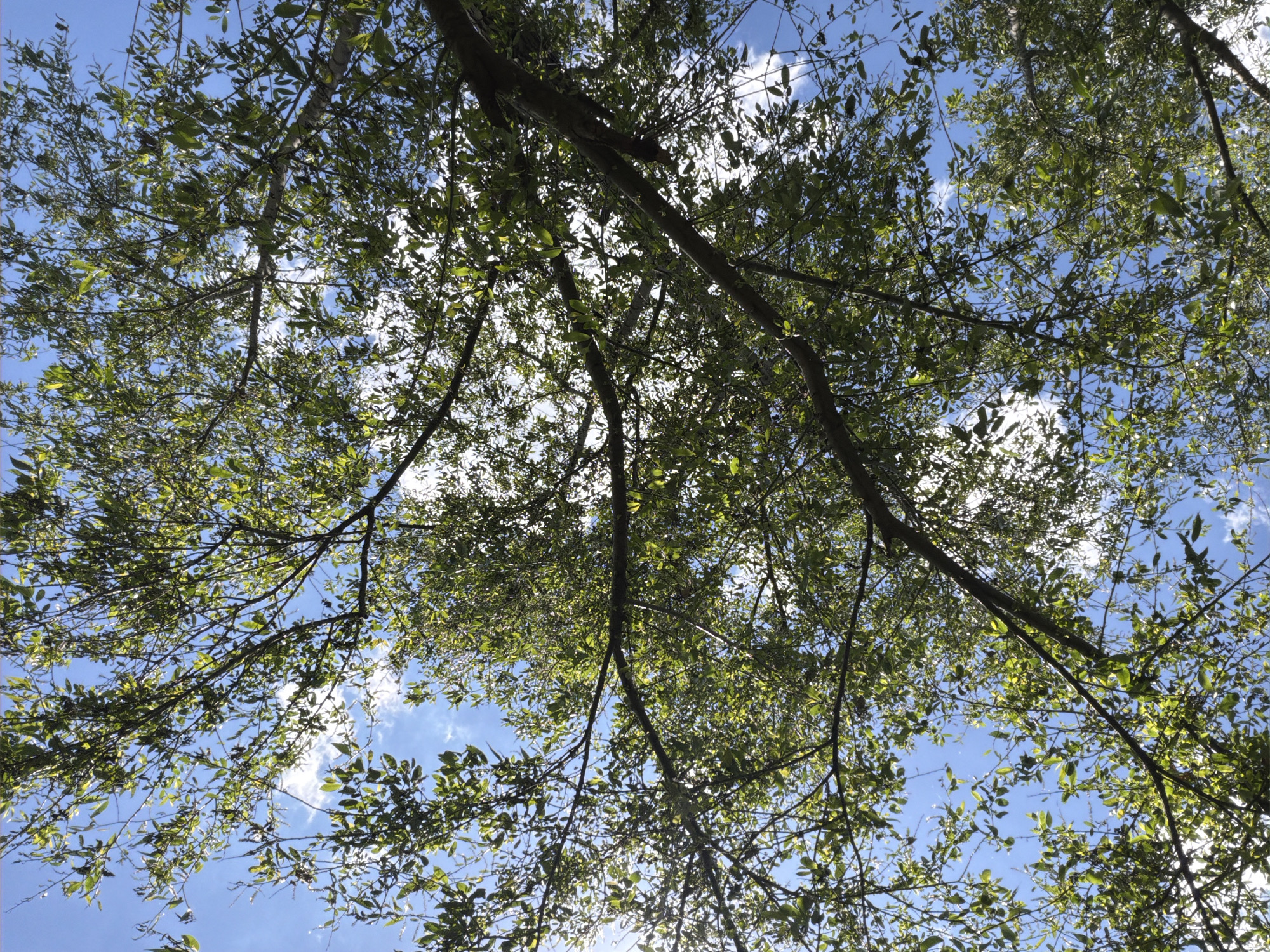 An upward view of a tree canopy against a bright blue sky dotted with scattered white clouds. The branches of the tree are dark brown and spread out, covered in numerous small, vibrant green leaves. The leaves are backlit by the sun, creating a dappled effect and highlighting their delicate veins. The image is dominated by the natural elements of the tree and sky. No people or man-made objects are visible. The scene appears to be outdoors in a natural setting, possibly a park or a residential area with mature trees. The specific location in the city of Ust'-Dzhigutinka, Russia, cannot be determined from the visual information provided in the image alone.