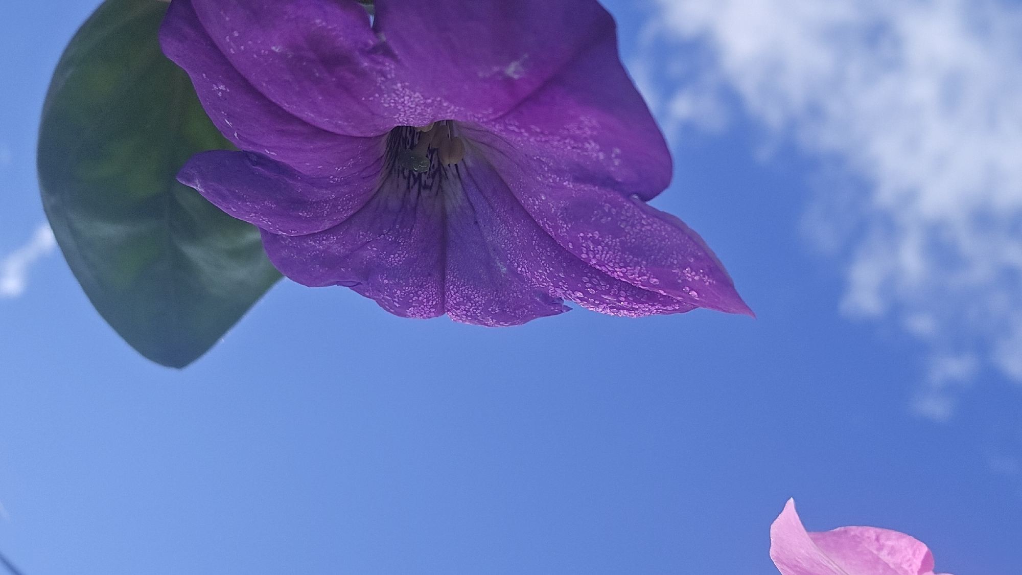 A low-angle, close-up shot captures a vibrant purple petunia flower against a clear blue sky dotted with white clouds. The flower's petals are detailed with small droplets, possibly dew or water, and a hint of green leaf is visible beneath. In the upper right corner, a portion of a pink flower is also visible. The image was taken in the city of Ермолаево, Russia.
