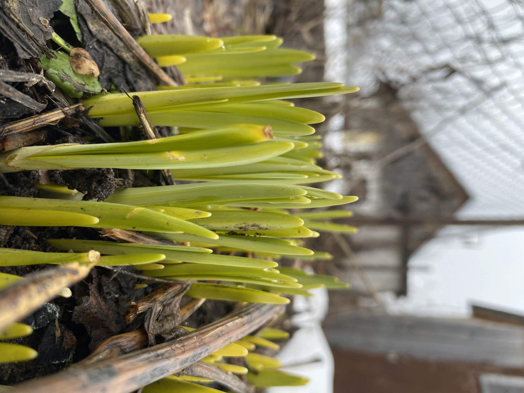 The image depicts newly sprouted green shoots emerging from dark soil and decaying plant matter. The shoots are densely packed, with smooth, pale green leaves tapering to a point. Some have small droplets of water on them. The immediate foreground is filled with these plants and soil mixed with dry leaves and stems.
In the blurred background, a structure with a translucent or white roof is visible, possibly a greenhouse or shed covered in snow. Traces of snow are visible on the ground. The location is possibly a garden or cultivated area in Chaikovsky, Russia, judging by the presence of the greenhouse and the season.