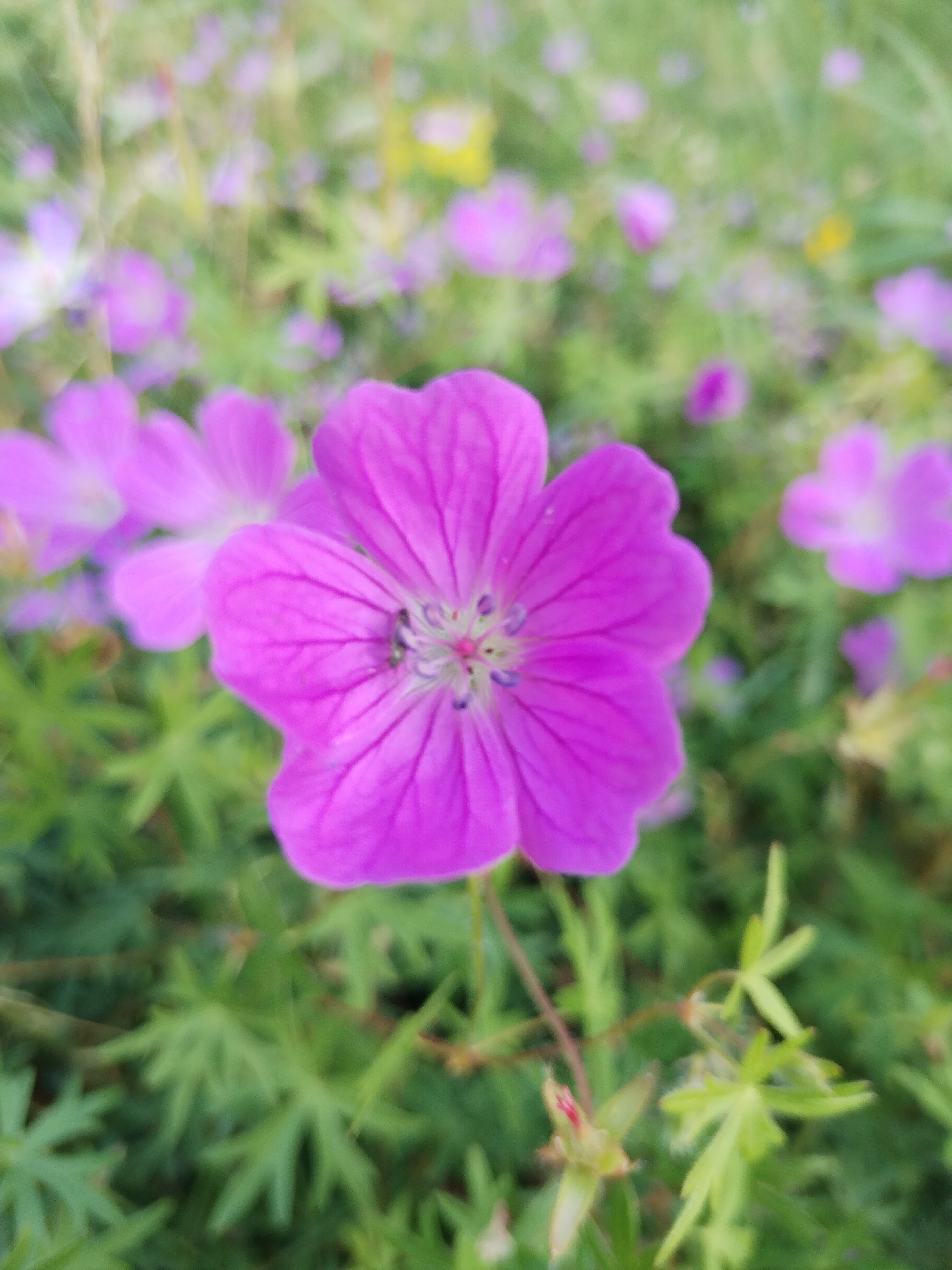This media file is a close-up photograph of a vibrant pink Geranium flower, with its delicate petals unfurling. The flower is the central subject, in sharp focus, while the background is softly blurred, creating a sense of depth. The background consists of a field of other similar pink flowers and green foliage, suggesting a natural outdoor setting.
The lighting appears to be natural daylight, possibly late afternoon or early morning given the soft glow, indicating pleasant weather. The image captures the simple beauty of nature, with no people or specific events taking place, other than the natural blooming of the flowers. The setting is likely a garden or a meadow, given the abundance of wildflowers. There is no visible text in the image. The focus on the single flower with its intricate details, like the veins on the petals and the stamens in the center, evokes a feeling of peace and appreciation for the natural world. The overall impression is one of serene natural beauty in a rural or garden environment. The location context is Chebarkul', Russia.