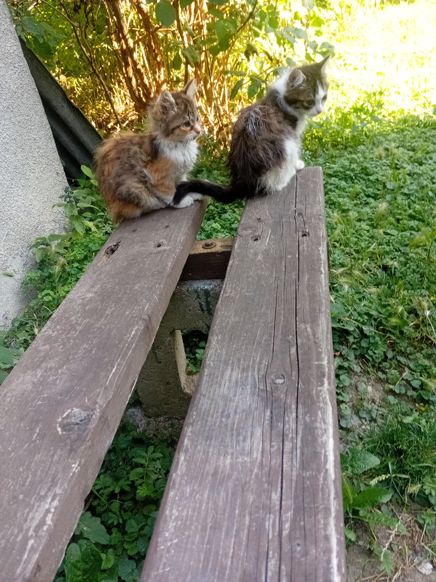Two kittens are sitting on a wooden bench outdoors, surrounded by greenery. The kitten on the left has brown, orange, and white fur with a long tail. The kitten on the right has dark brown and white fur. The bench appears to be made of weathered wood and is placed on uneven ground covered with grass and other low-lying plants. In the background, there is dense vegetation with sunlight filtering through. The scene suggests a natural or semi-natural outdoor environment, possibly a park or backyard. The location is not specified in the image itself, but if it were in Tiachiv, Ukraine, it would be a typical outdoor setting found in the region.