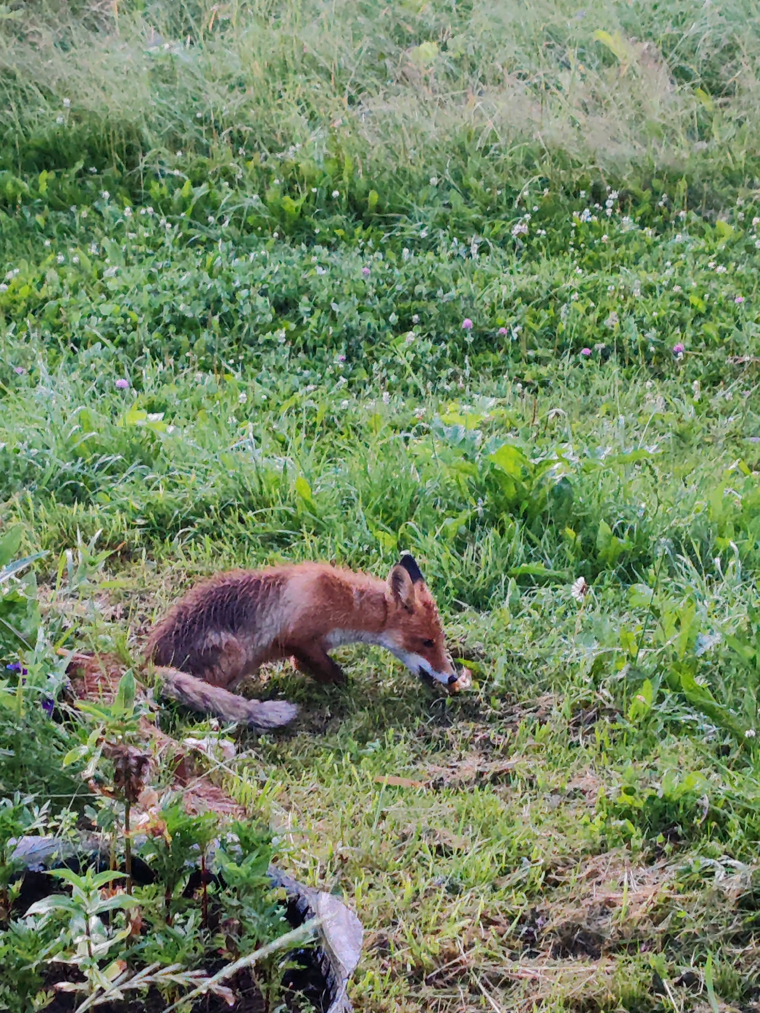 A red fox is depicted in a field of green grass and clover. The fox is in a semi-crouched position, facing towards the right side of the frame, and appears to be eating something small. The fox's fur is a mix of reddish-brown and dark brown, with black markings on its ears. The background consists of a dense growth of grass and some small wildflowers. The lighting suggests it is daytime. There are no humans or man-made structures visible in the immediate vicinity. The scene appears to be in a natural outdoor environment. The location is specified as Chukhlem, Russia.
