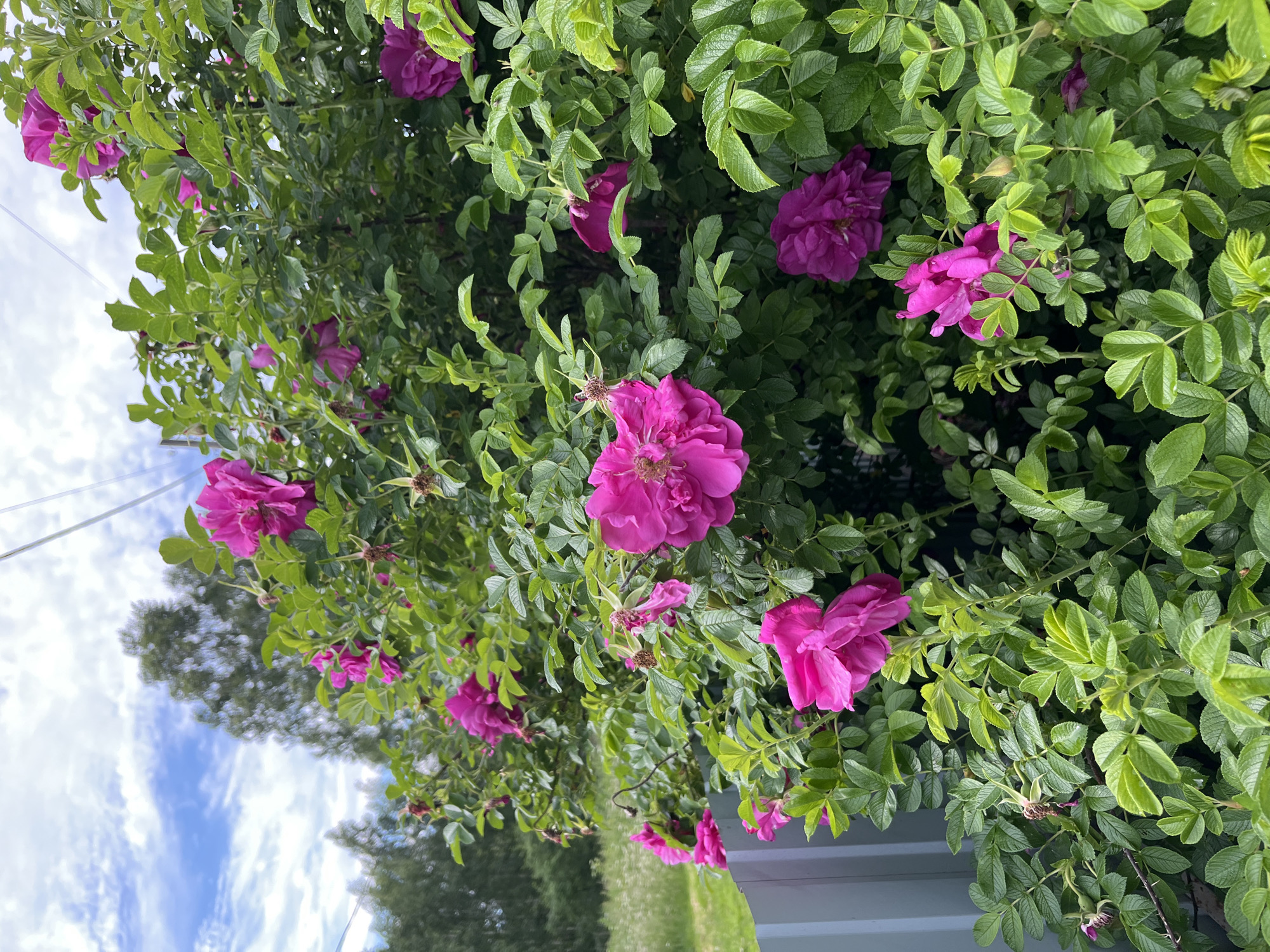 This is a close-up, vertical, outdoor photograph of a bush laden with vibrant pink roses. The roses are in various stages of bloom, with some fully open and others still budding. They are nestled amongst dense, green foliage, creating a lush and textured appearance.
The background is a mix of elements. To the left, a pale blue sky with scattered white clouds suggests it is daytime, likely mid-morning or afternoon given the brightness. A hint of a power line or cable is visible crossing the sky. In the lower and middle sections, glimpses of distant trees, some appearing green and others slightly blurred as if in the background, suggest a natural or park-like setting. The very bottom right of the image shows a portion of a light blue, likely wooden or painted structure, possibly a fence or wall of a building.
The focus is clearly on the roses and their surrounding leaves, with the details of the petals and serrated leaf edges being sharp and clear. The overall impression is one of natural beauty and summer bloom. There is no text visible in the image. The location context is Nizhny Tagil, Russia, which could imply a temperate climate suitable for rose cultivation. The weather appears to be partly cloudy.