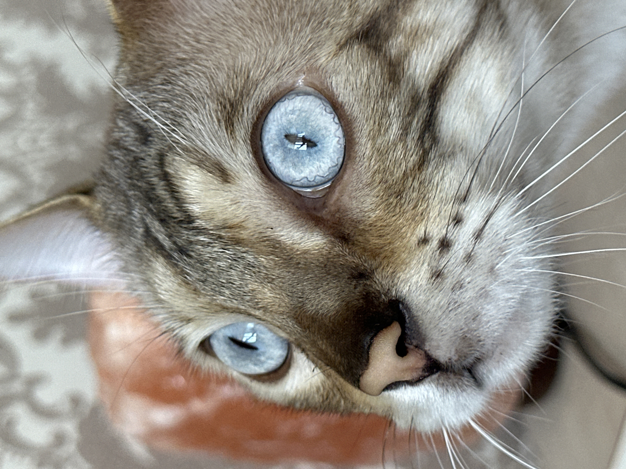 A close-up, eye-level, indoor shot focuses on the face of a Bengal cat. The cat's fur displays a pattern of brown spots and stripes against a lighter tan and white background. Its striking blue eyes, with pupils constricted into vertical slits, are the central feature, reflecting light and showing intricate patterns. The cat's pink nose is prominent, with dark speckling. Long, white whiskers fan out from its muzzle. In the background, a blurred reddish-orange object is visible to the left, possibly a salt lamp, against a muted, patterned wallpaper. The image provides no information about the city of Energetik, Russia.