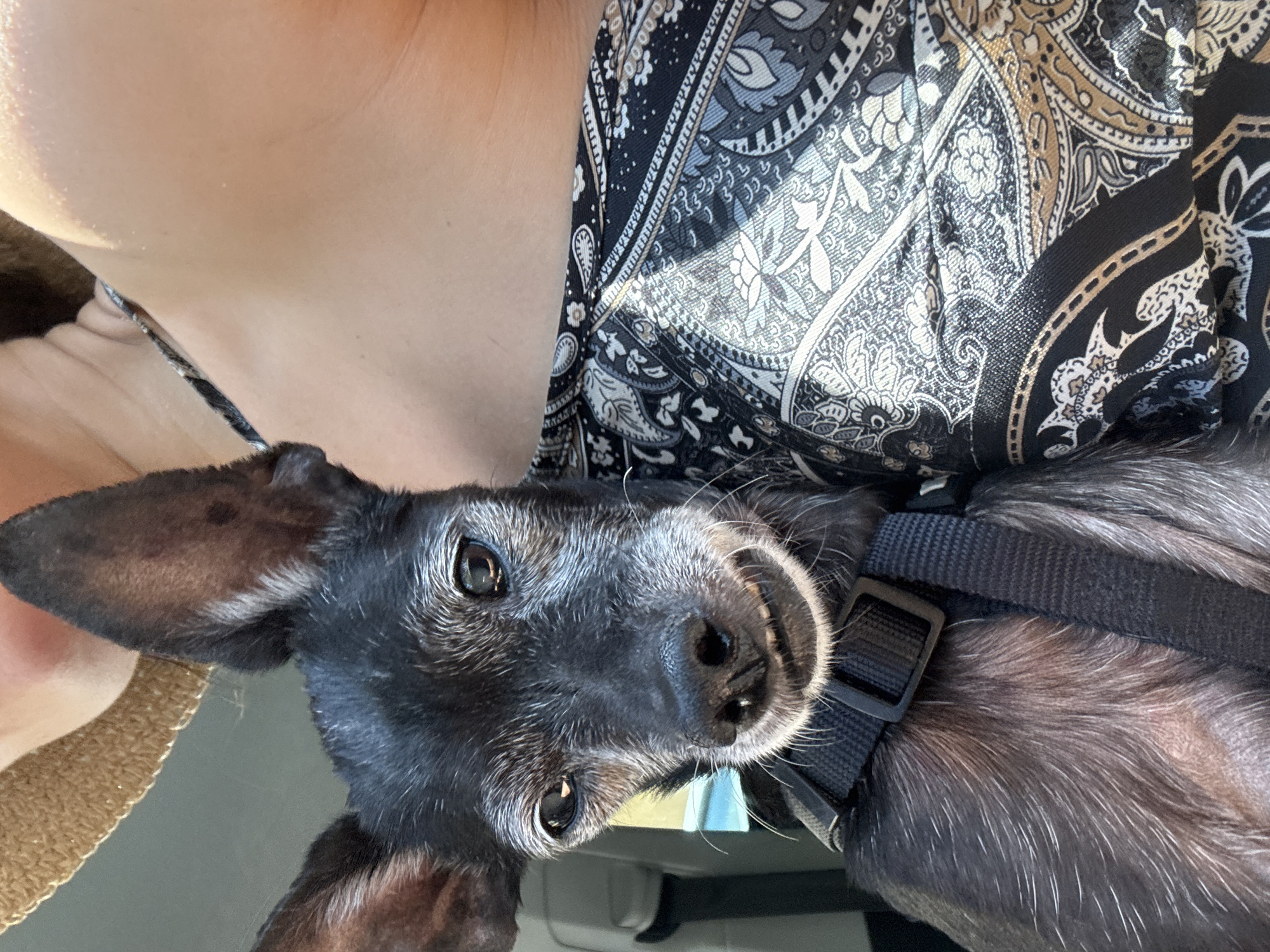 A close-up, waist-up shot captures a small, black dog with white fur around its muzzle, wearing a black harness. The dog's ears are large and pointed, and its eyes are dark. It is positioned on the left side of the frame, looking directly at the camera with its mouth slightly open, revealing its teeth. The dog is held by a person whose shoulder and upper chest are visible on the right side of the frame. The person is wearing a black and gold paisley-patterned top. A straw hat is visible at the top left of the image, suggesting the person is wearing it. The background is out of focus, showing hints of a car interior with a light-colored seat and a yellow object behind the dog. The image appears to be taken outdoors in natural light. There are no specific landmarks or clues within the image that would suggest a location in Plovdiv, Bulgaria.