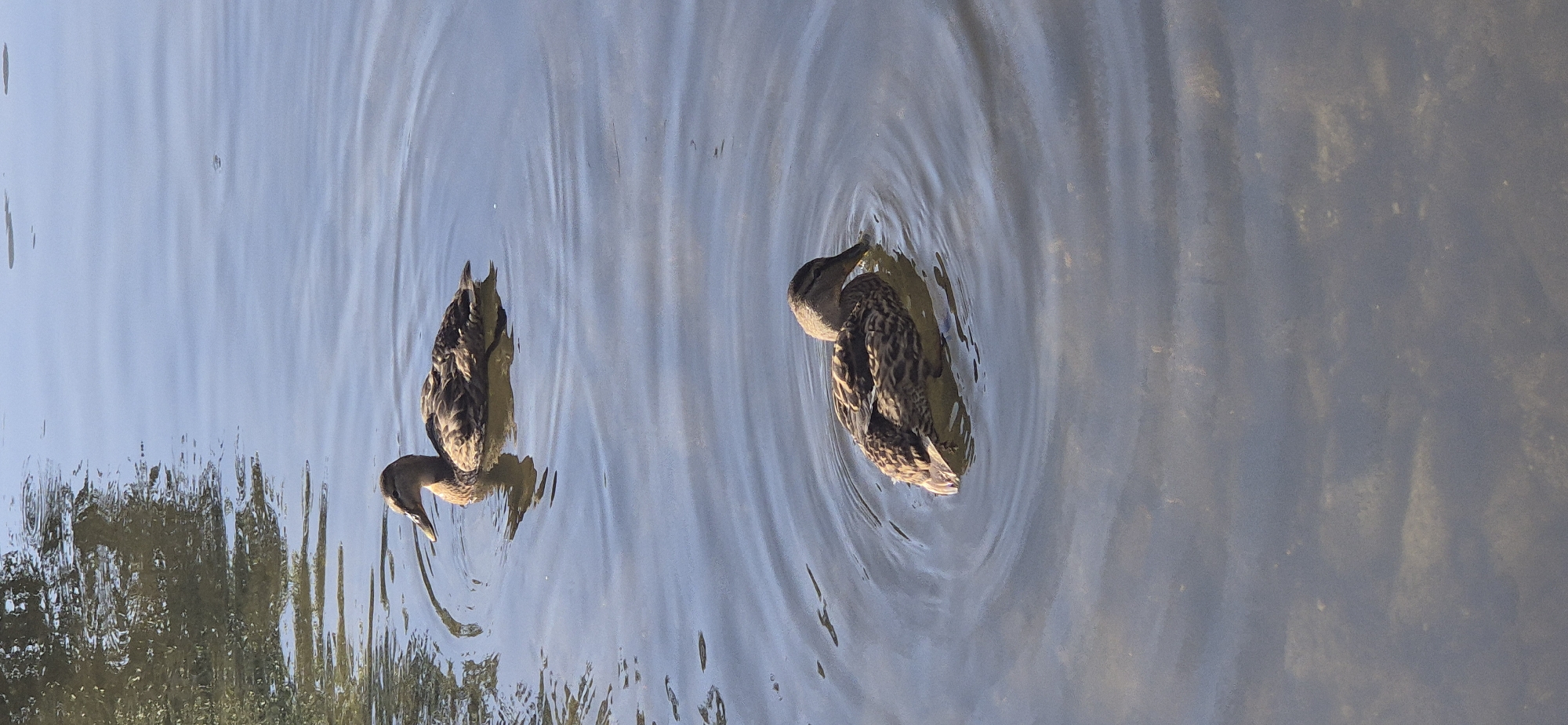 Two ducks are swimming in a body of water. The duck in the foreground is facing to the right with its head down, appearing to be feeding. The duck in the background is facing to the left and is further away. The water is calm with ripples radiating from the ducks. The surrounding environment is not visible except for some reflected trees on the left side of the image. The lighting suggests it is daytime.