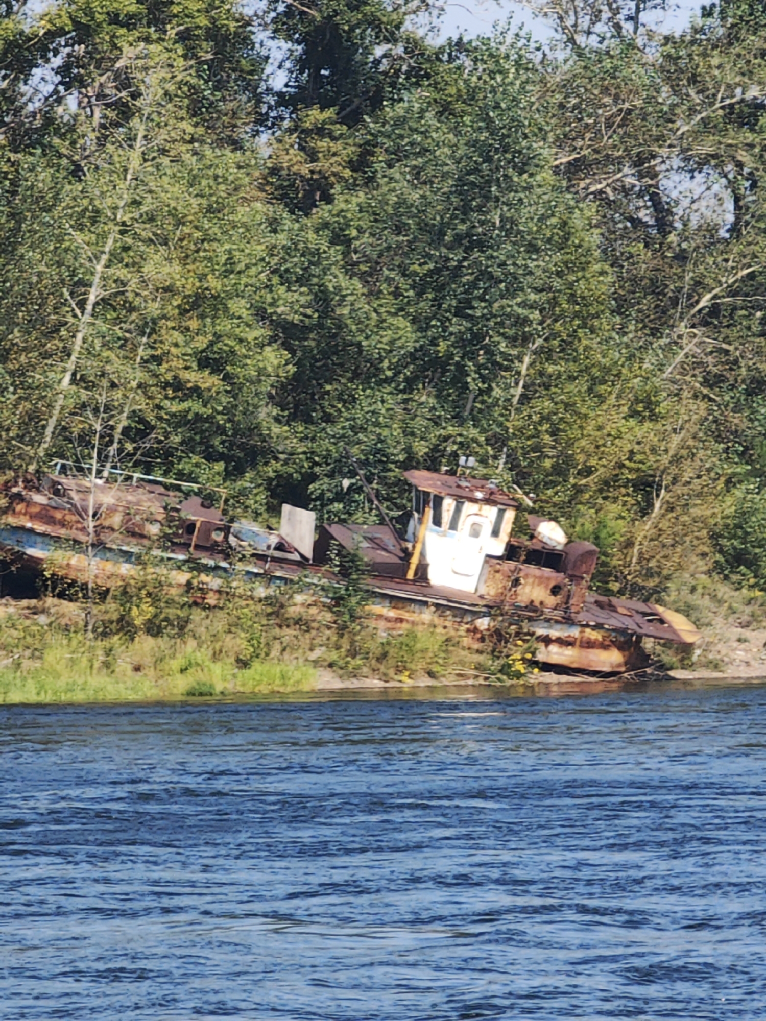 An abandoned, rusted tugboat is partially submerged in shallow water along the grassy bank of a wide river, with a dense forest of green and autumnal trees forming the backdrop. The tugboat, a weathered vessel with visible peeling paint and structural decay, lists to its side. Its cabin, painted white with blue trim and what appears to be a cartoonish face drawn on its front, stands out against the otherwise rusty hull. Yellow wildflowers are scattered along the embankment near the boat. The river in the foreground exhibits ripples on its blue surface, suggesting a gentle current. The sky is a clear, pale blue. The image appears to have been taken from another boat on the water, looking towards the shore. This scene is likely located along the Yenisei River in Krasnoyarsk, Russia, given the presence of dense Siberian forests and a large river.
