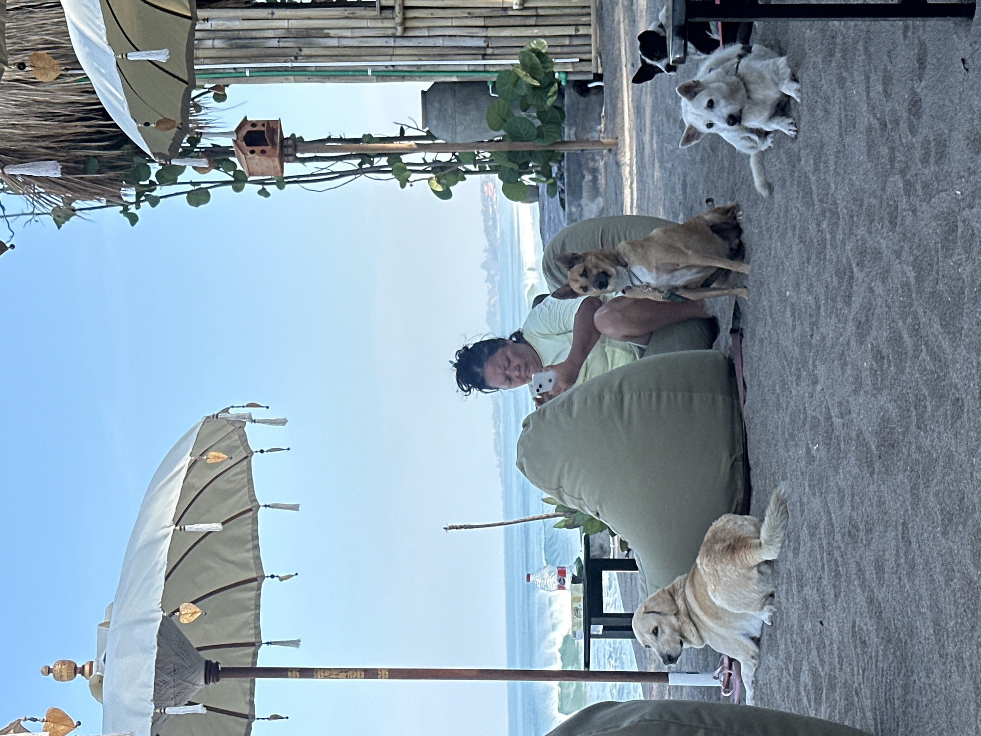 This image captures a vibrant and relaxed outdoor scene at what appears to be a beachside establishment, likely in North Kuta, Indonesia. The photo is oriented vertically, showcasing a sandy or dirt ground area furnished with several olive-green beanbag chairs.
In the center, a woman with dark hair, wearing a light-colored top, is seated on one of the beanbag chairs, focused on her smartphone, which she holds with both hands. She seems to be engrossed in her device.
A notable feature of the scene is the presence of several dogs. A light brown dog sits near the woman, looking towards her. In the foreground/mid-ground, a white dog wearing a harness gazes intently towards the camera. Further in the background, a black and white dog is partially visible near a structure made of bamboo. Another light-colored dog, possibly a golden retriever or similar breed, is seen on the ground in the lower right portion of the image.
The background reveals the expansive ocean with gentle waves under a clear, bright blue sky, indicating a sunny day, likely morning or early afternoon. Overhead, decorative light-colored beach umbrellas with tassels and leaf-shaped ornaments are visible, providing shade. Other details include a small wooden birdhouse-like decoration on a pole, some green foliage, and a plastic water bottle placed on a small table. The overall atmosphere is one of leisure and comfort in an open-air, pet-friendly setting by the sea. No discernible text is visible within the image.
