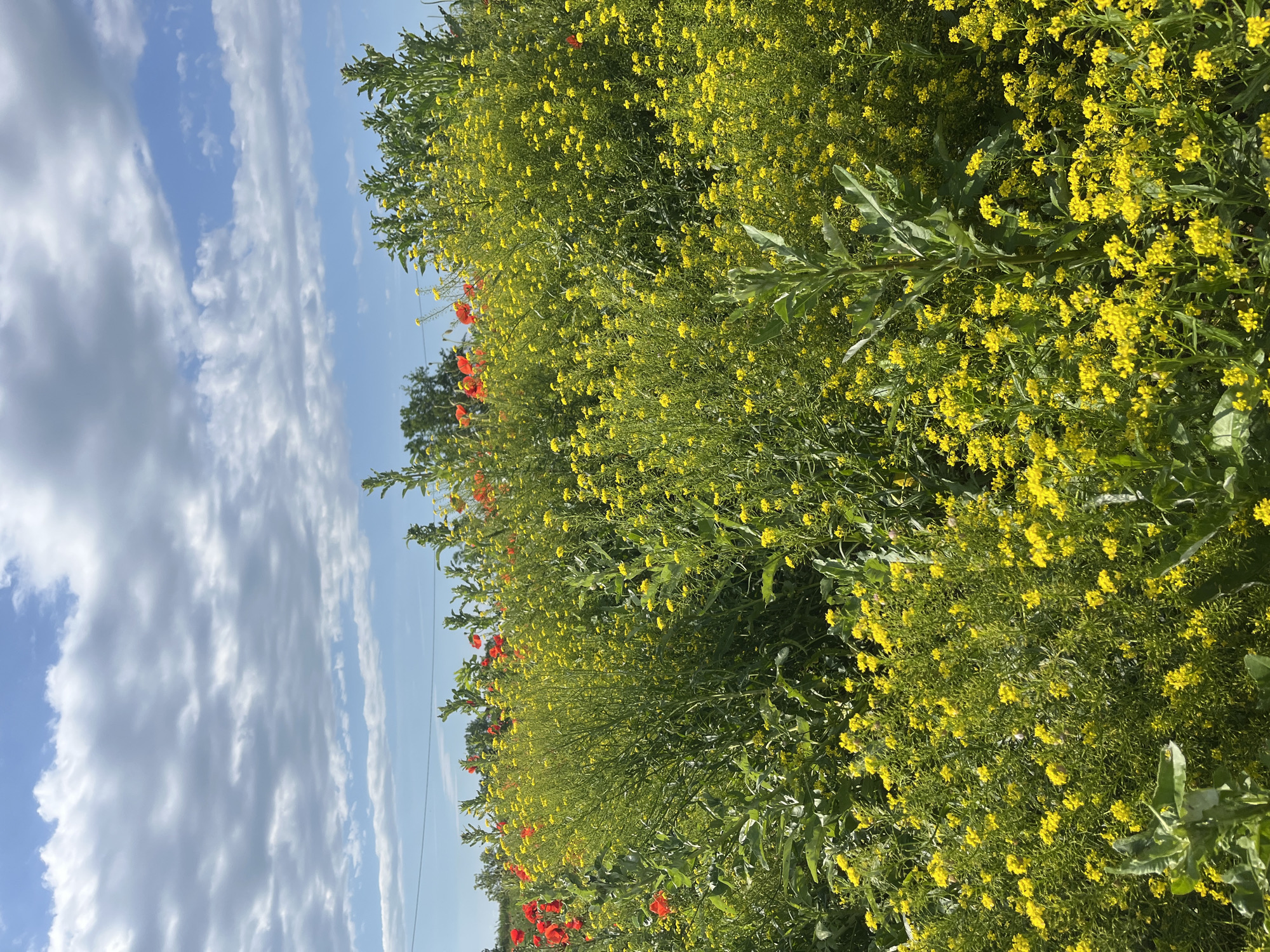 A field filled with yellow and red wildflowers under a blue sky with puffy white clouds. The location is Chetuk, Russia.
