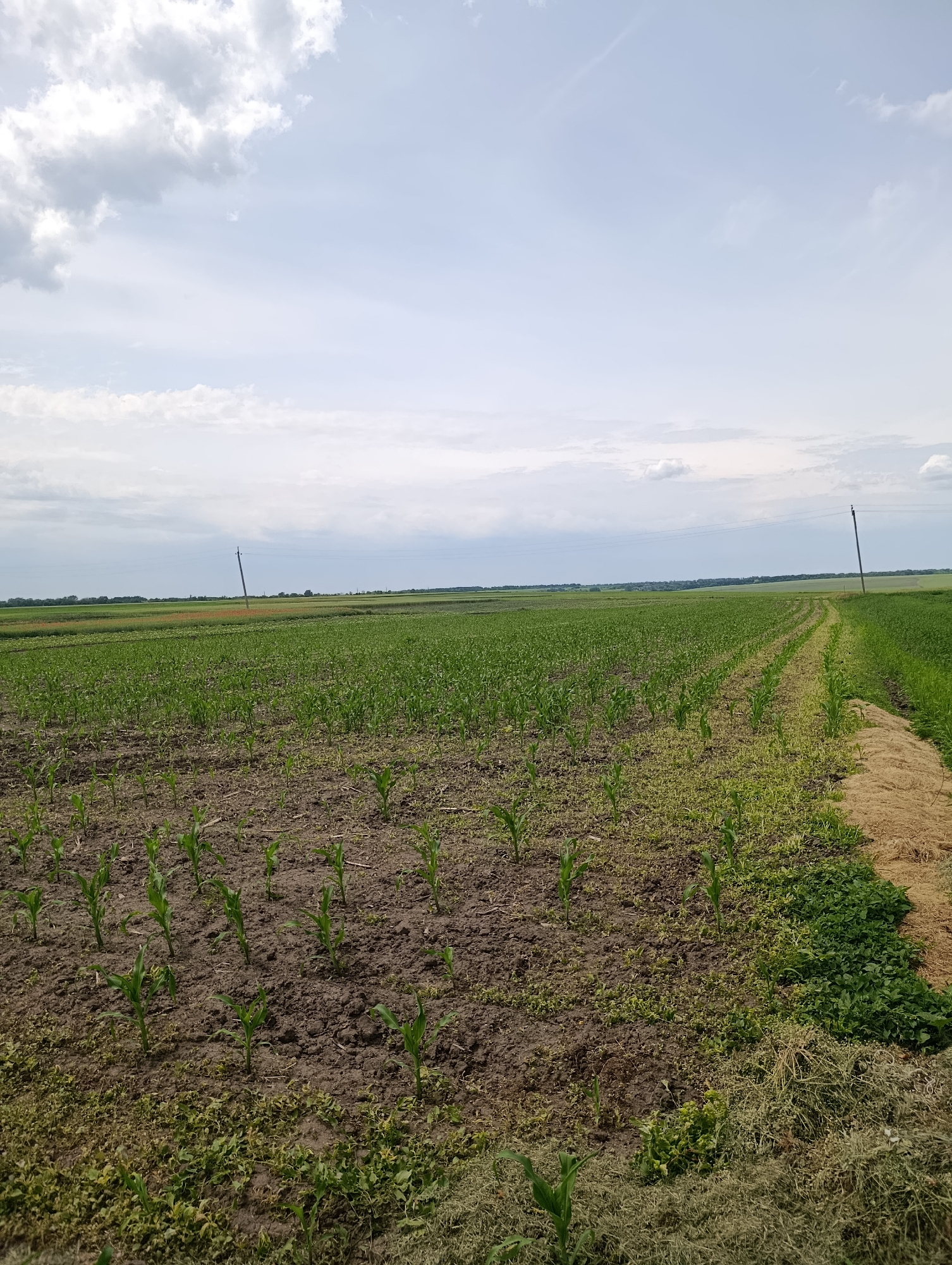 The image displays an agricultural landscape in Krasnohorivka, Ukraine, under a partially cloudy, light blue sky. The upper two-thirds of the frame are occupied by the sky, featuring scattered cumulus clouds, denser on the left and thinning towards the right horizon. Below the sky, a vast expanse of green fields extends to the distant horizon. In the mid-ground, a large field of young, green plants, consistent with corn or maize, is visible, planted in discernible rows in dark brown soil. A track or path, light brown in color, runs diagonally from the mid-right foreground into the distance. To the immediate right of this path, there is a strip of dried, yellowish-brown vegetation, transitioning into denser green foliage further right. In the distant mid-ground, a patch of reddish-brown ground or foliage is present on the left. Two slender utility poles with faint power lines are visible, one leaning slightly in the mid-left background and another upright on the far right. The scene is devoid of people, animals, or active human interactions.