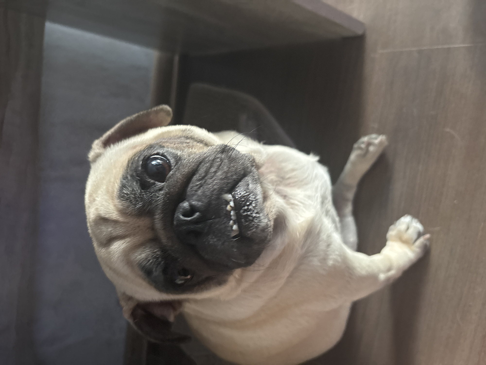 A pug dog is the central subject in this close-up shot. The dog is fawn-colored with a black muzzle and ears, and its eyes are dark and round. Its mouth is slightly open, revealing small, uneven teeth and a patch of white on its snout that could be saliva or food residue. The dog is sitting on a wooden floor, and its body is partially obscured by the shadow of what appears to be furniture. The background is dark and out of focus, with a hint of a wall and perhaps a mat or rug. The lighting is dim, suggesting an indoor setting. There is no indication of a specific location in Sochi, Russia, or any people.