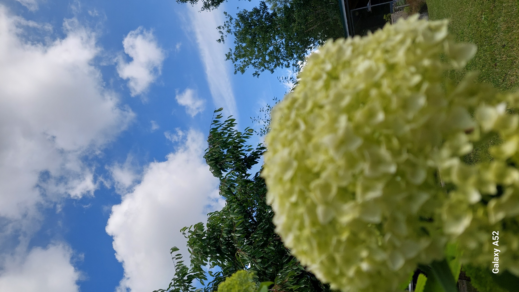 A close-up, low-angle outdoor shot features a blurry, pale green hydrangea bloom in the foreground. The bloom is out of focus, occupying the lower half of the image, and its delicate petals are discernible. Behind the bloom, out-of-focus green trees fill the middle ground. The background reveals a bright blue sky with scattered white cumulus clouds. The scene appears to be a garden or park setting, possibly in Zhavoronki, Russia, given the inclusion of a "Galaxy A52" watermark in the lower left corner, which is a common smartphone model. No people or animals are present in the image. The lighting suggests it is daytime, with a clear sky and visible sunlight.