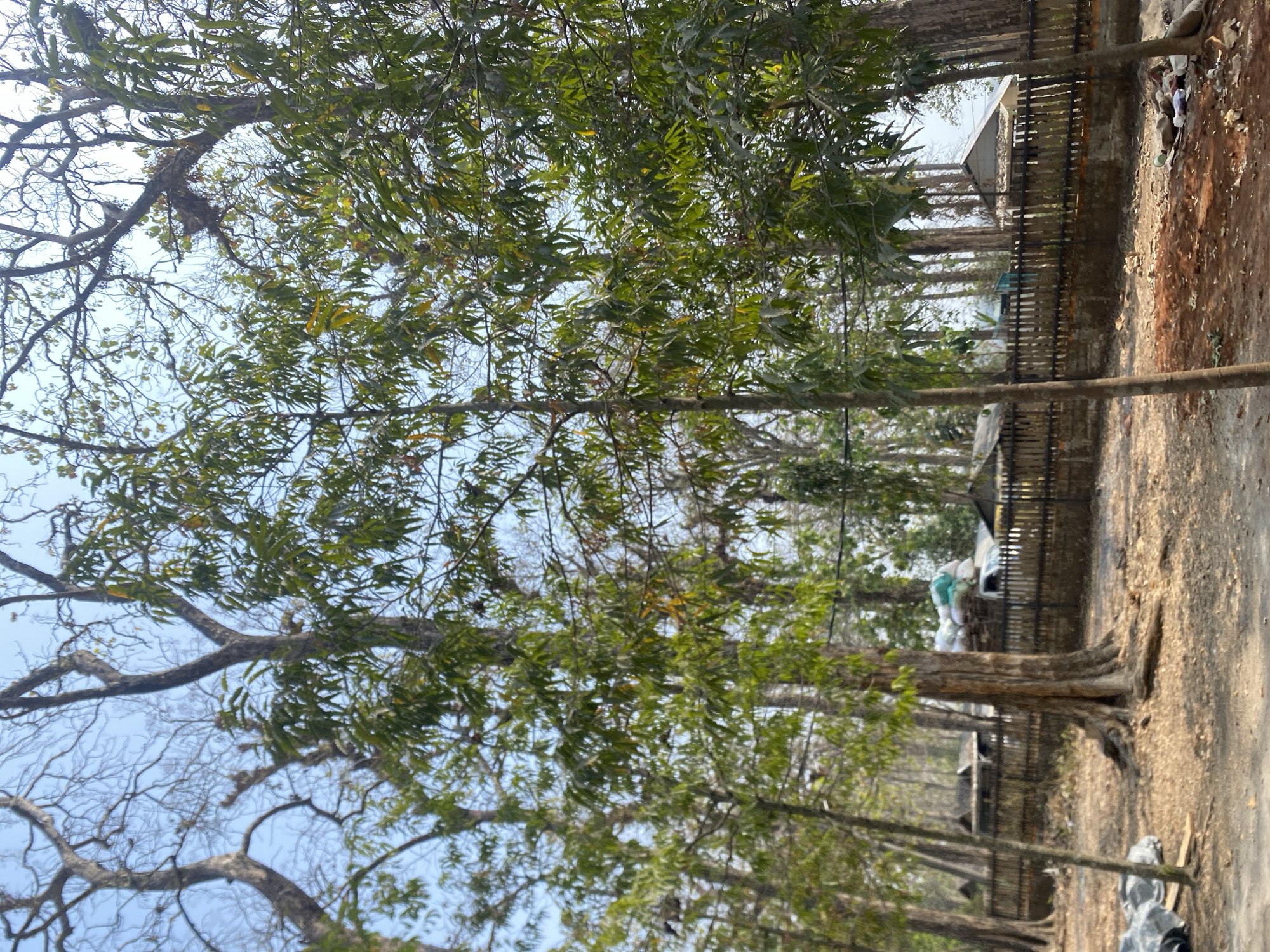 In an outdoor, semi-arid environment, a cluster of trees with sparse green foliage stands against a clear, pale blue sky. In the background, a weathered wooden fence encloses a settlement with several simple structures featuring corrugated metal roofs. A white pickup truck is parked behind the fence, adjacent to a stack of bundled materials covered with white and green tarps. The ground in the foreground is a mix of dirt and fallen leaves, with scattered debris including plastic sheeting and discarded items.