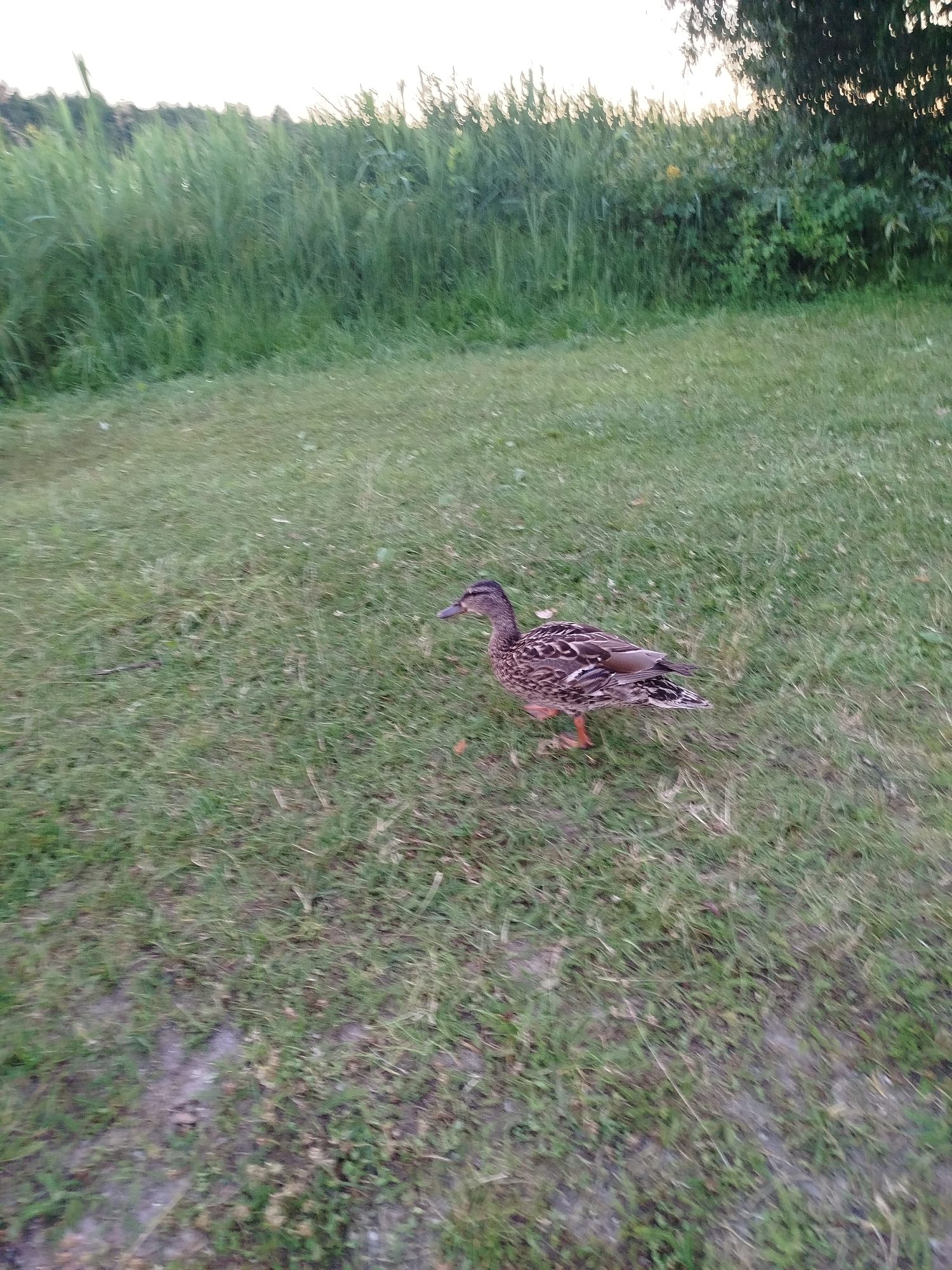 A duck is walking on a grassy area. The duck is brown and white with orange legs. In the background, there is a tall grassy field and trees. The image is blurry, suggesting movement. The location is not specified in the image or its context.