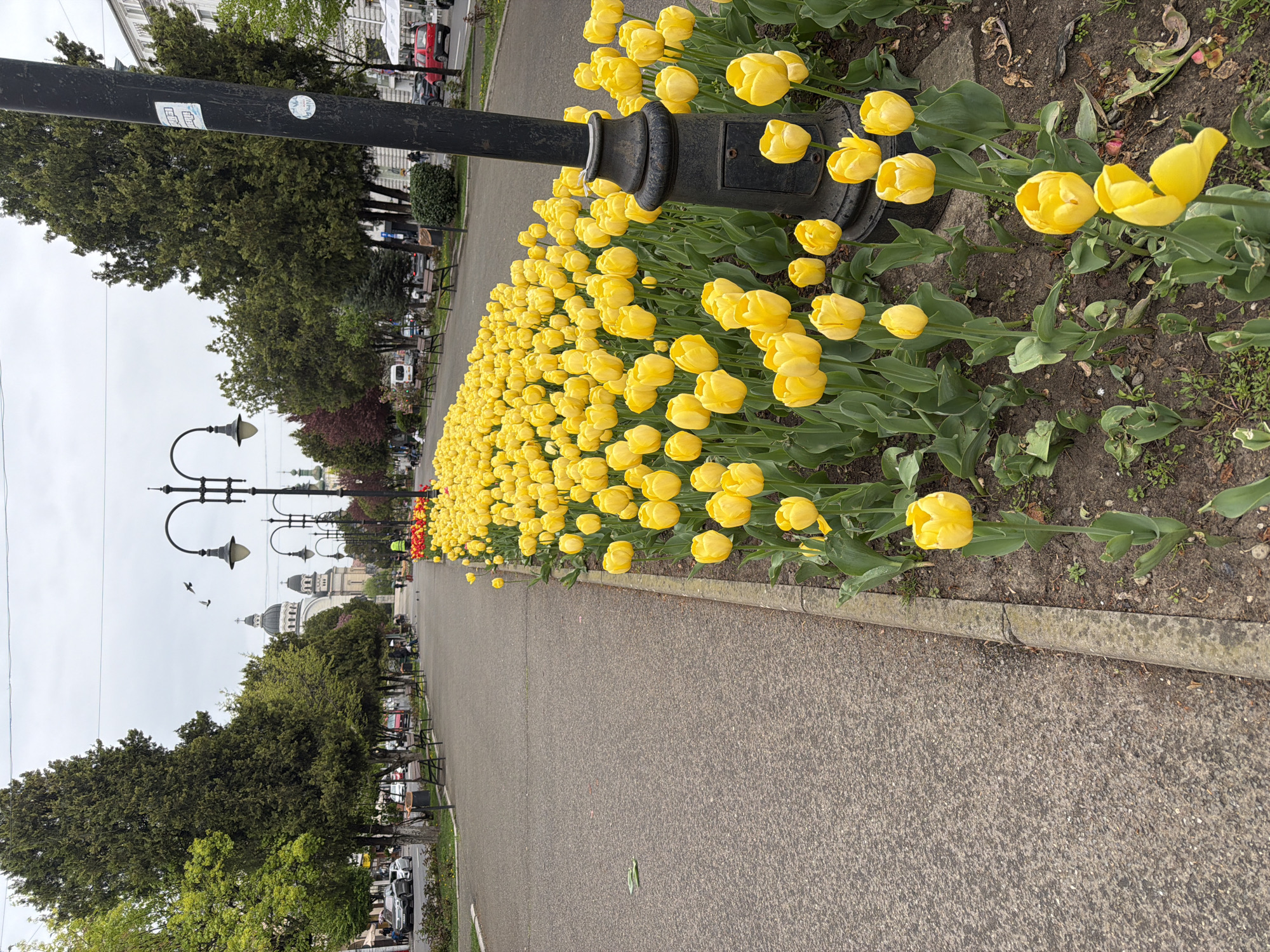 This image depicts a wide, paved promenade in an urban setting, characterized by a vibrant display of yellow tulips and a line of mature trees. The scene is located in Târgu Mureș, Romania, under an overcast sky during the daytime.
A dense bed of bright yellow tulips runs along the right side of the paved pathway, extending into the mid-ground. Interspersed within the flowerbed are several black, ornate street lamps, with one featured prominently in the foreground. To the left of the path, a continuous line of green trees provides a natural border. In the far distance, several buildings are visible, including a prominent domed structure, likely a cathedral or a significant public building, characteristic of Târgu Mureș.
Small figures of people can be seen walking or standing along the path in the distance, suggesting general pedestrian activity. Parked cars are visible along a street running parallel to the promenade beyond the trees. Two birds are captured in flight against the light gray sky.
On the closest lamppost, two stickers are visible: a circular white sticker with indistinct markings and a rectangular sticker containing multiple unreadable characters, possibly a logo or an information tag. The weather is overcast, providing soft, diffused lighting with no strong shadows. The overall atmosphere is peaceful, highlighting urban greenery and a striking floral arrangement.