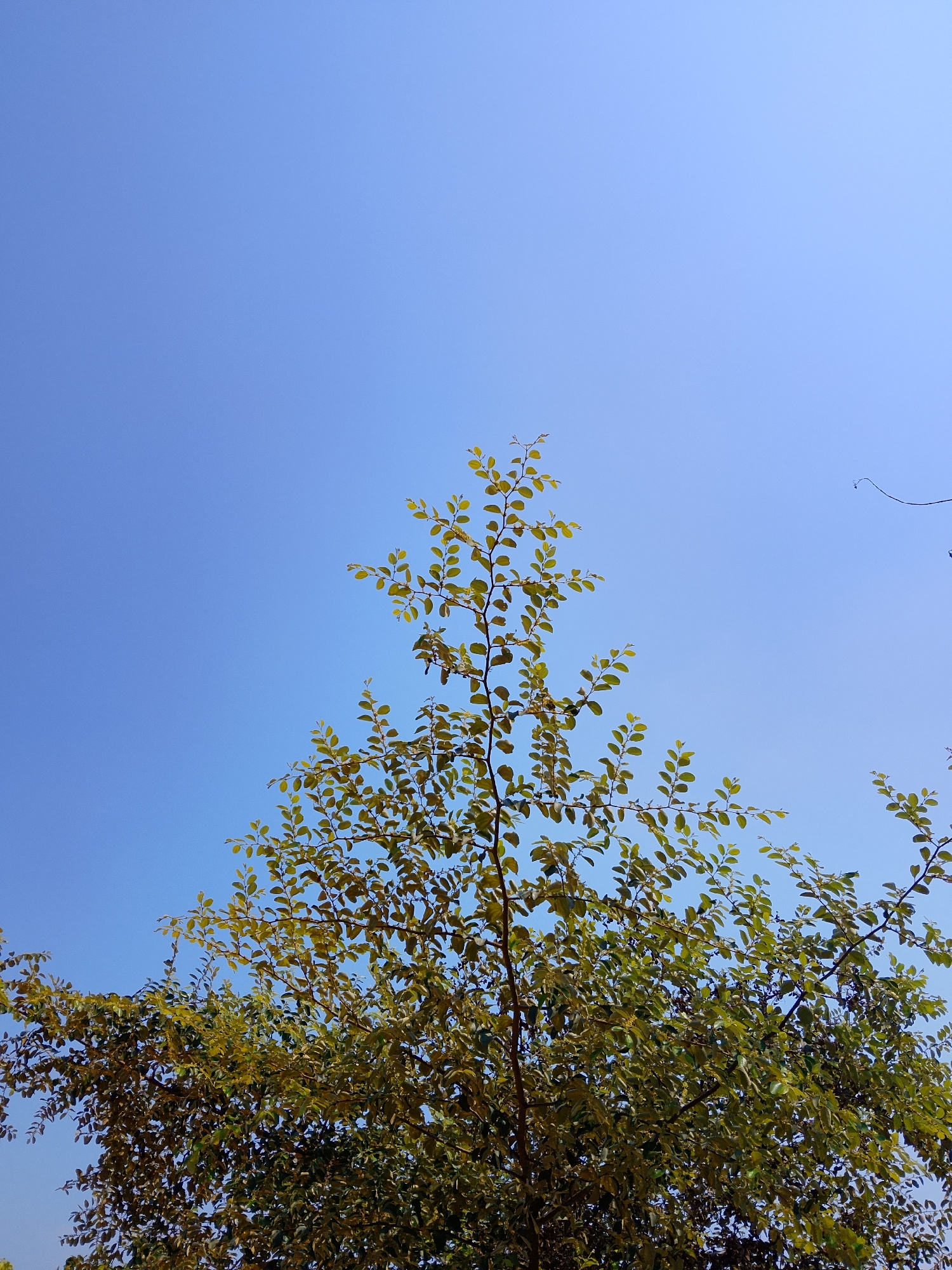 A clear, bright blue sky forms the backdrop for the top portion of a tree with many small, green leaves. The tree's branches extend upwards, with some thinner branches reaching further into the sky, sparsely dotted with leaves. The lower portion of the image is dominated by the dense foliage of the tree, which is a mixture of green and slightly yellowing leaves, suggesting it may be autumn. The lighting indicates it is daytime. No people or structures are visible. The image appears to be taken outdoors in a natural setting. This scene could be located in Kasiman, Indonesia, where such trees and clear skies are common.