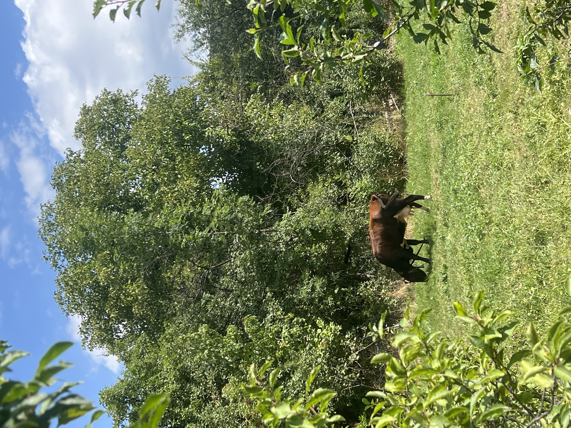 A brown and white cow grazes in a sun-drenched grassy field. The field is bordered by a dense forest of lush green trees under a bright blue sky dotted with fluffy white clouds. The foreground is partially obscured by the leaves of a green bush. The scene is tranquil and rural. The location is Yaremche, Ukraine.