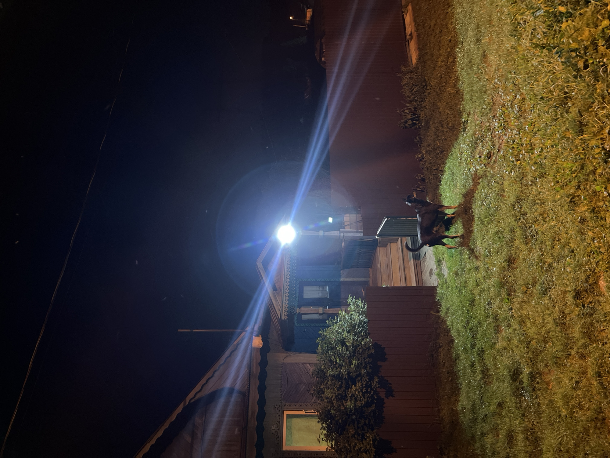 The image shows a nighttime scene in the city of Nizhny Tagil, Russia. In the foreground, a medium-sized dog with dark fur stands on a grassy lawn. Behind the dog, a wooden fence borders a property. Further back, a traditional wooden house with a porch and steps is illuminated by a bright, glaring overhead light. The house has decorative wooden trim and a window with a light on inside. The overall environment appears to be a residential area, possibly a dacha or a village house, given the style of the building and the fence. The sky is dark, indicating it is late at night, with some lens flare visible from the strong light source. There are no people visible in the image.