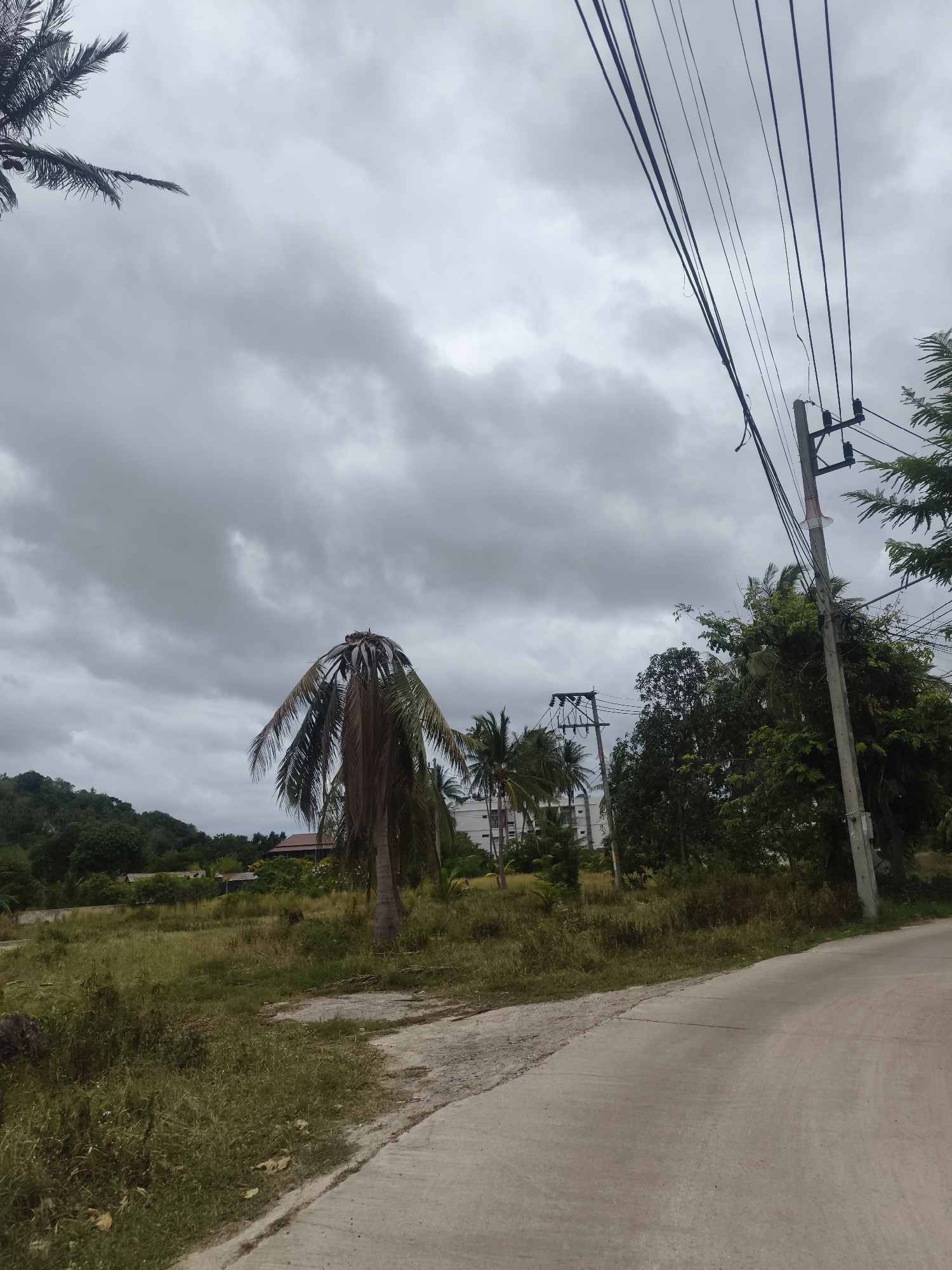 The image depicts a cloudy day in Ko Samui District, Thailand, with a paved road curving into the foreground. To the left of the road, there is an overgrown grassy area with some scattered dry leaves. In the midground, a tall, dry palm tree stands prominently, its fronds drooping. Behind the palm tree, there are more palm trees and lush green vegetation, with a few buildings and structures visible among the trees. A gently sloping, tree-covered hill forms the background on the left. On the right side of the road, a utility pole with multiple overhead wires is visible. The sky is overcast with heavy gray clouds.