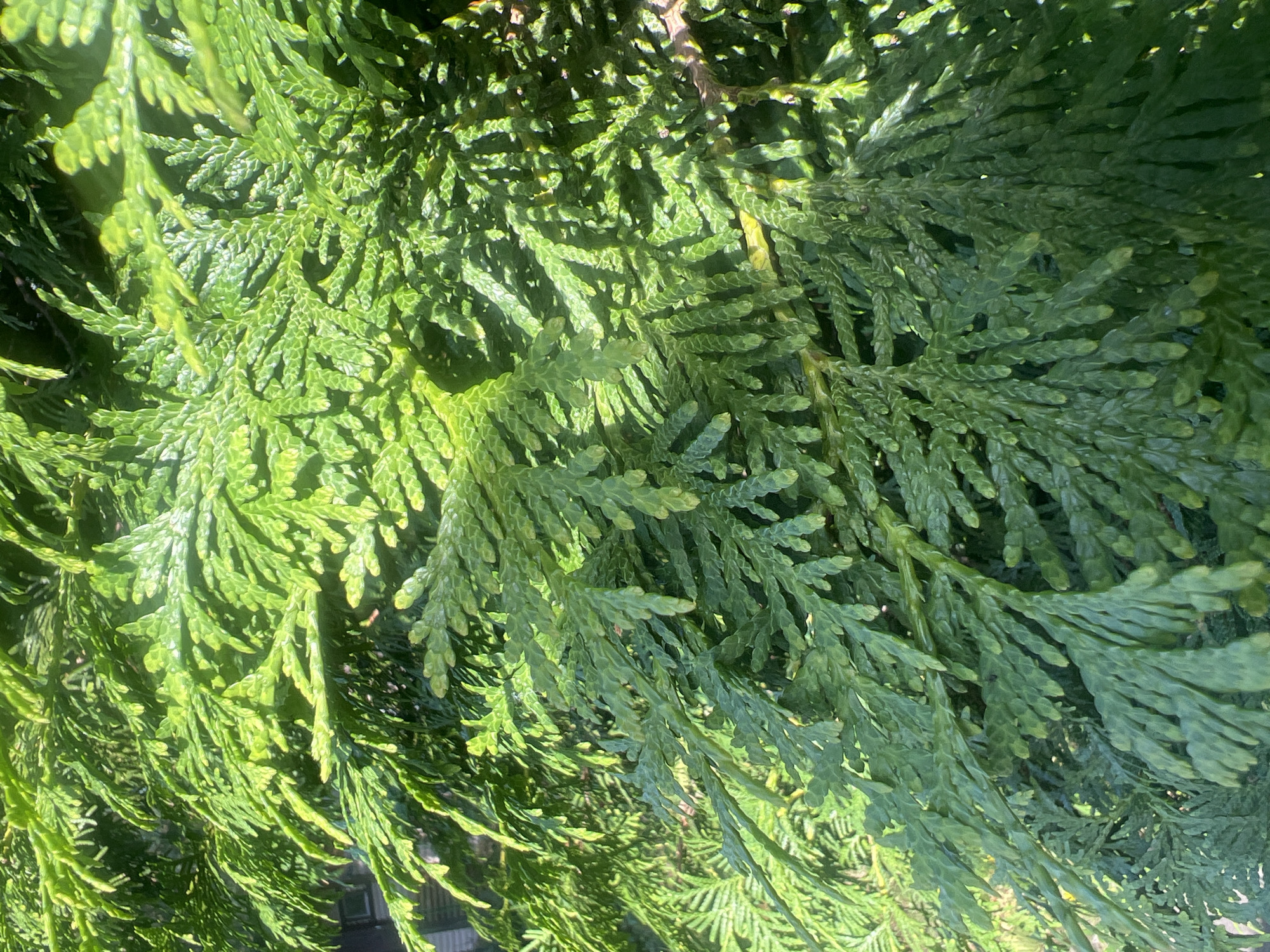 A close-up, medium shot captures the dense, vibrant green foliage of a coniferous tree on a bright, sunny day. The branches are thick and layered, with individual leaves appearing as small, scale-like structures that overlap to create a textured, feathery appearance. Sunlight filters through the leaves, casting dappled shadows and highlighting the rich green hues with occasional bright yellow-green glints. In the background, slightly out of focus, a hint of a building with a window can be discerned, suggesting an outdoor, possibly residential, environment in Роса Снт, Russia. The image focuses entirely on the intricate details of the tree's greenery, with no people or specific actions depicted.
