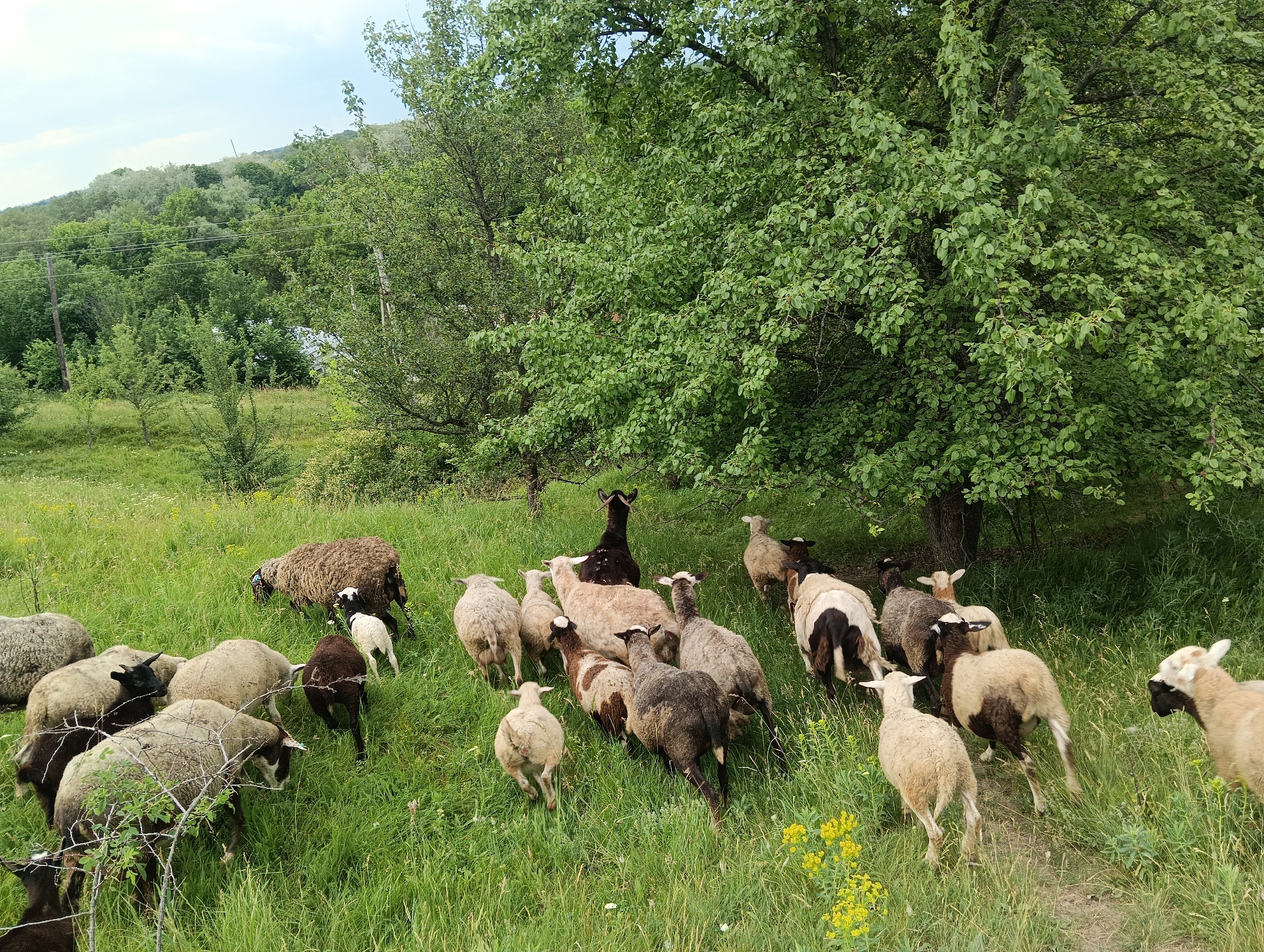 A herd of sheep and goats grazes in a lush green pasture. The flock is spread across the grassy hillside, with some animals in the foreground and others further back. The terrain is gently sloped, leading up to a dense cluster of trees that provide shade. The sky is partly cloudy, suggesting it is daytime.
The sheep exhibit a variety of wool colors, ranging from light cream to dark brown and black. Some have black markings on their faces and legs. There are also a few goats with black coats and prominent horns. The animals are casually dispersed, some grazing, others standing or walking.
In the background, a wooded hillside rises, dotted with more trees and vegetation. A faint indication of power lines can be seen stretching across the landscape. The overall scene evokes a peaceful, pastoral atmosphere. There is no visible text in the image.