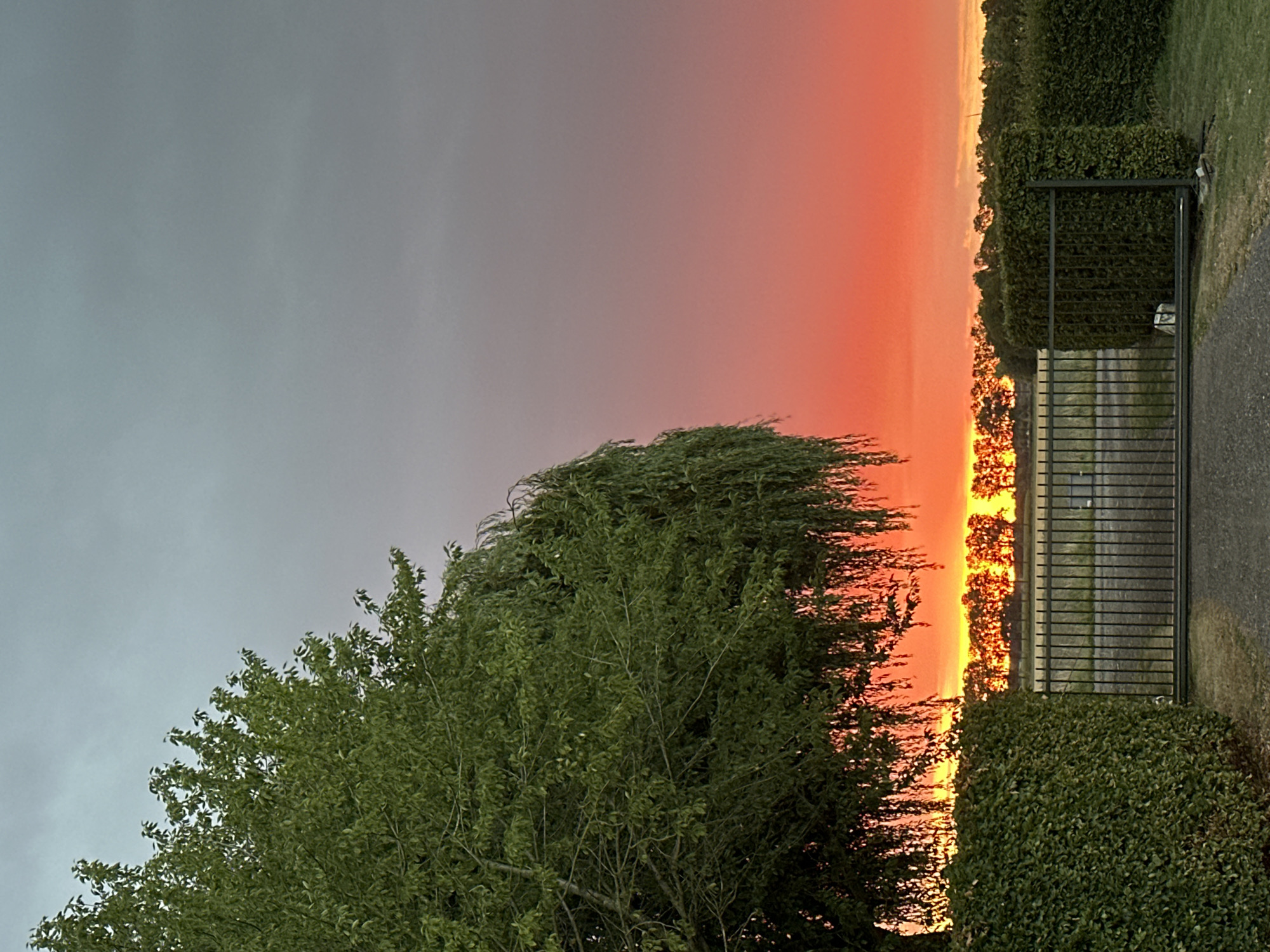 The image depicts a sunset over a rural landscape, likely in Dronten, Netherlands. A large weeping willow tree with lush green foliage dominates the left side of the frame, its branches cascading downwards. In the foreground, a neatly trimmed green hedge runs horizontally, partially obscuring a black metal gate. Beyond the gate, a line of trees forms a silhouette against the vibrant sky. The sky itself is a dramatic canvas of color, transitioning from a pale gray at the top to a fiery orange and red near the horizon, indicating the sun has recently set or is about to set. The ground in front of the gate appears to be a gravel pathway. The overall atmosphere is serene and natural.