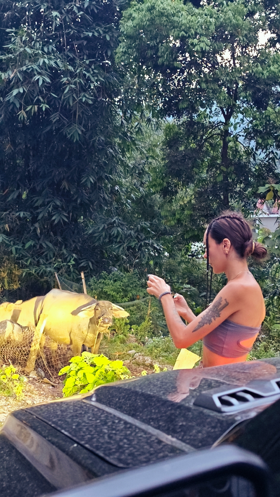 This outdoor image captures a woman observing a water buffalo in a lush, green environment, likely in Nậm Dịch Commune, Vietnam. The scene is dominated by dense foliage, including various trees and bamboo, indicative of a tropical or subtropical landscape.
In the mid-ground, a young woman is visible from her left side, with her dark hair styled in braids and gathered into a bun. She is wearing a purple or grey bandeau-style top, and her left arm features intricate tattoos. On her left wrist, she wears several bracelets. Her hands are raised, holding a small object, possibly a smartphone or camera, suggesting she is capturing a photo or video of the surroundings.
To her left and slightly behind her, a light yellowish-brown water buffalo stands, appearing to be chewing on some green vegetation. A faint rope or harness is visible around its head, and a section of a mesh fence is in the foreground of the buffalo.
The immediate foreground is occupied by the dark, speckled hood of a vehicle, possibly an SUV or truck, which partially obstructs the view of the lower ground. Vents are visible on the vehicle's hood.
The lighting indicates late afternoon or early evening, with soft sunlight filtering through the canopy, creating bright highlights among the leaves. The overall mood is calm and focused, with the woman seemingly engaged in observing or documenting the natural and rural setting. No visible text is present in the image.