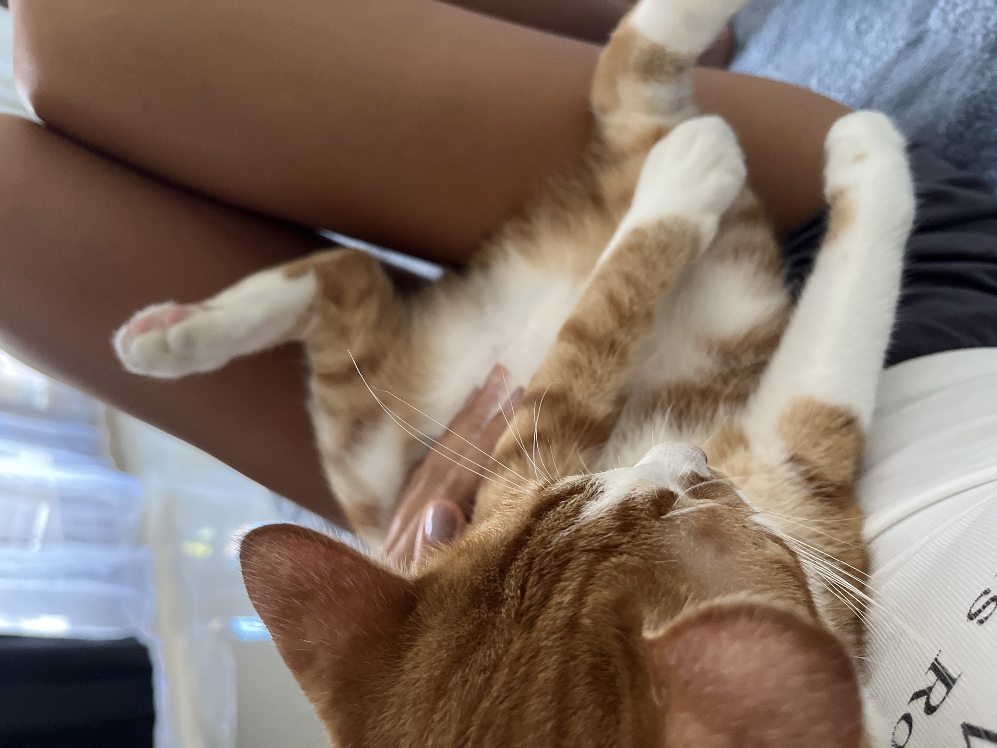 A close-up, slightly angled shot focuses on an orange and white tabby cat lying on its back, cradled between a person's legs and torso. The person has lightly tanned skin and is wearing a white top with some black text partially visible on the right side of the frame. The cat's white paws with pink paw pads are visible, and its legs are splayed out. The cat's face is turned upward, showcasing its orange fur, white markings, and numerous white whiskers. The person's hand rests gently on the cat's belly. In the blurred background on the left, there is a glimpse of white translucent plastic objects, possibly containers, and a slightly out-of-focus blueish-white curtain. The location is Unknown, Indonesia.