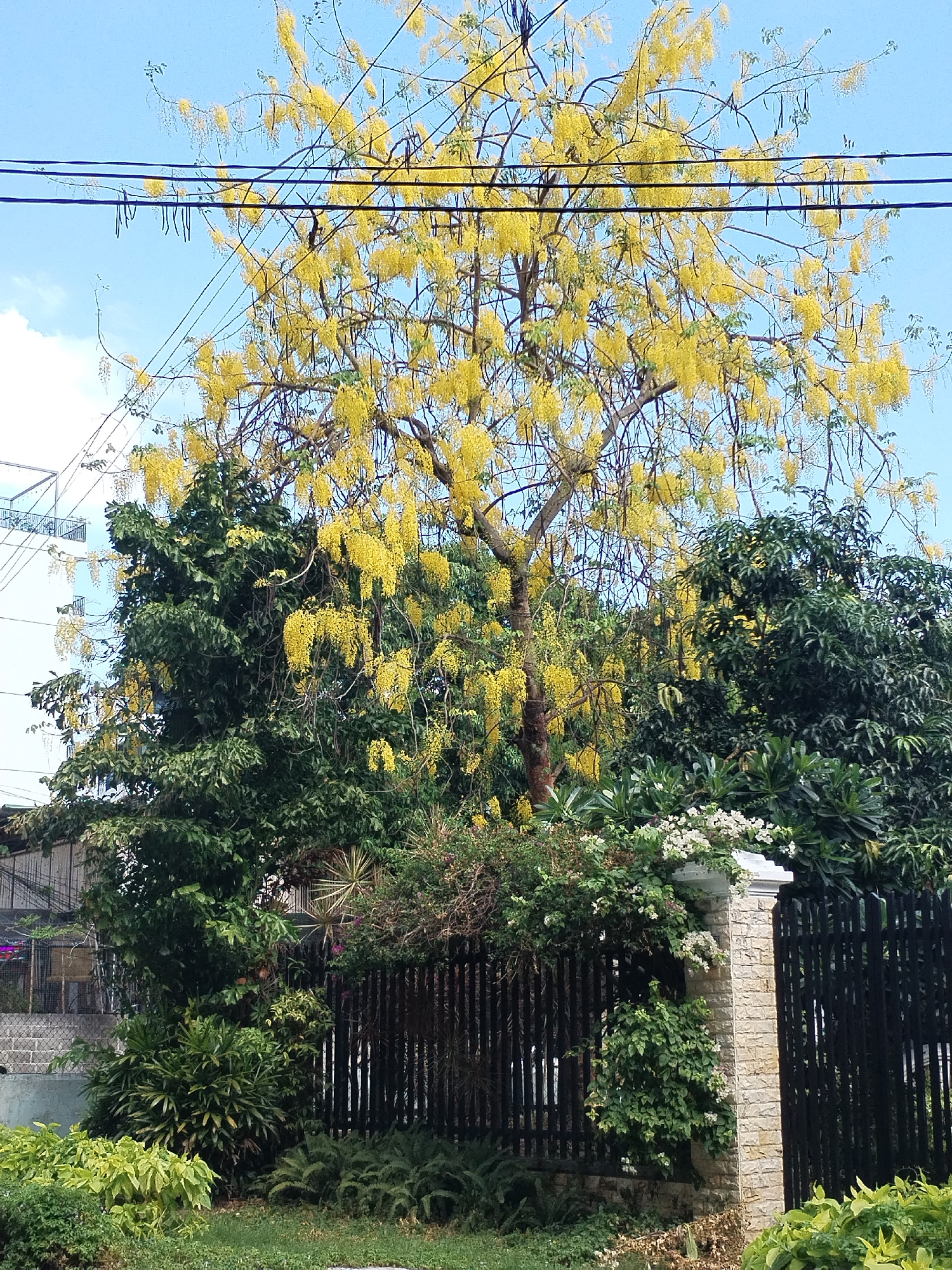 The image depicts a daytime scene in Bac Nha Trang Ward, Vietnam, featuring a prominent tree laden with yellow flowers. The tree is positioned in front of a metal and stone fence covered partially by greenery and white flowers. Behind the tree and fence are other trees and building visible in the background. Overhead, electrical wires run across the sky. The foreground consists of various plants and grass.