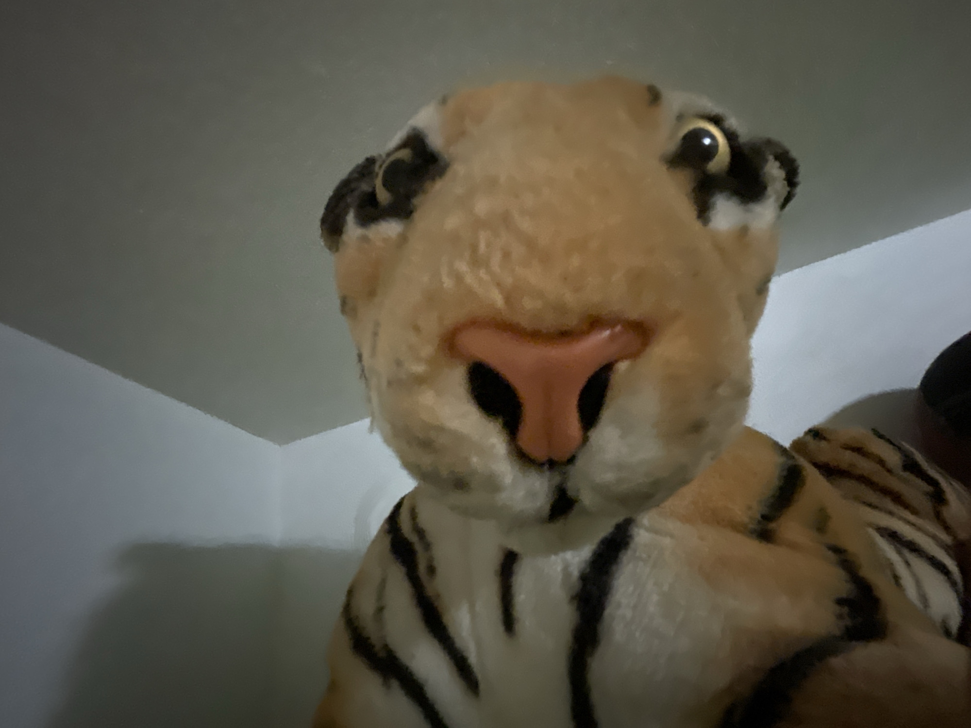 The image shows a close-up view of a stuffed tiger toy. The tiger has a pink nose, amber eyes, and black stripes on its tan and white fur. The background appears to be an interior space with a white ceiling and wall. There are no people visible in the image. There is no information in the image that suggests a location in the city of Zlatograd, Bulgaria.