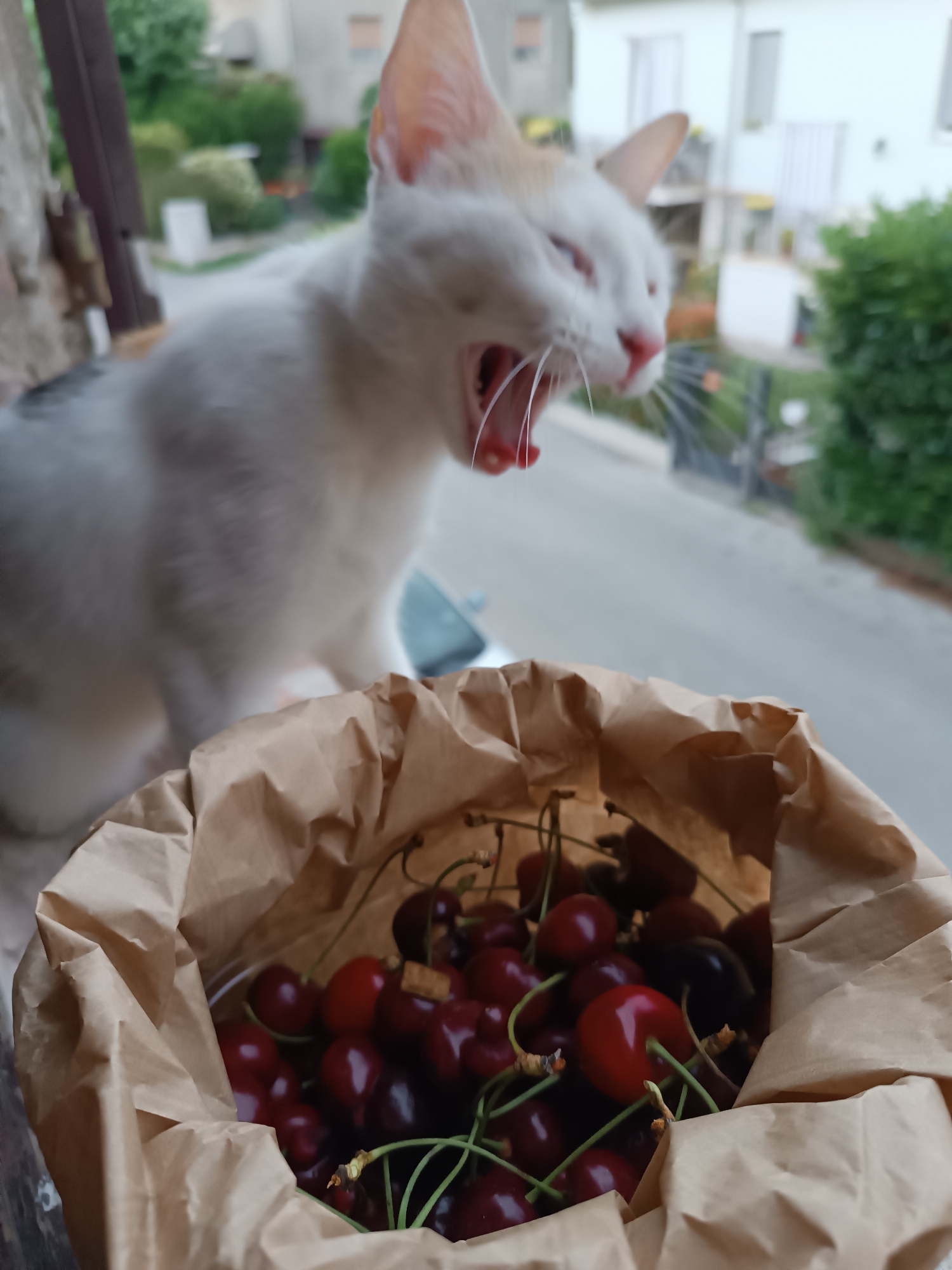 A white cat with tan patches yawns widely behind a brown paper bag filled with dark red cherries. The location is Viadana, Italy, as evidenced by the architecture and street view visible in the background, which includes residential buildings and foliage. The cat is out of focus, while the cherries in the bag are in sharp focus.