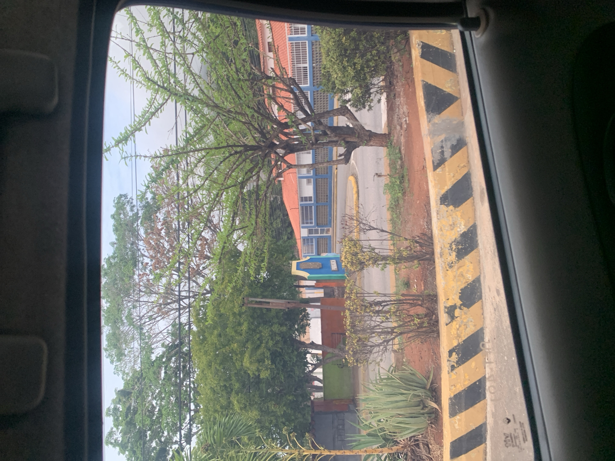 The image depicts an outdoor scene in the city of La Fuente, Venezuela, viewed from inside a vehicle through a window. The perspective looks slightly downwards towards a foreground featuring a yellow and black striped curb. The ground immediately beyond the curb consists of reddish-brown earth with patches of green vegetation, including several aloe plants and dry, sparse bushes with thin branches.
In the midground, a paved area or road is visible, curving to the left. A prominent tree with a thick, gnarled trunk and green foliage stands to the right of center. To the left of the tree, a blue and yellow monument or sign, potentially bearing the word "PARROQUIA," is situated amidst additional green trees and bushes. A tall, weathered wooden pole stands further left. Overhead, multiple horizontal utility lines are present.
The background features a long, single-story building with a distinct orange tiled roof and blue walls. The building's facade is punctuated by numerous windows, each secured with white bars. Dense green trees and foliage are visible beyond and above this structure. The sky is light grey, suggesting an overcast condition. No individuals or specific actions are discernible within the frame.