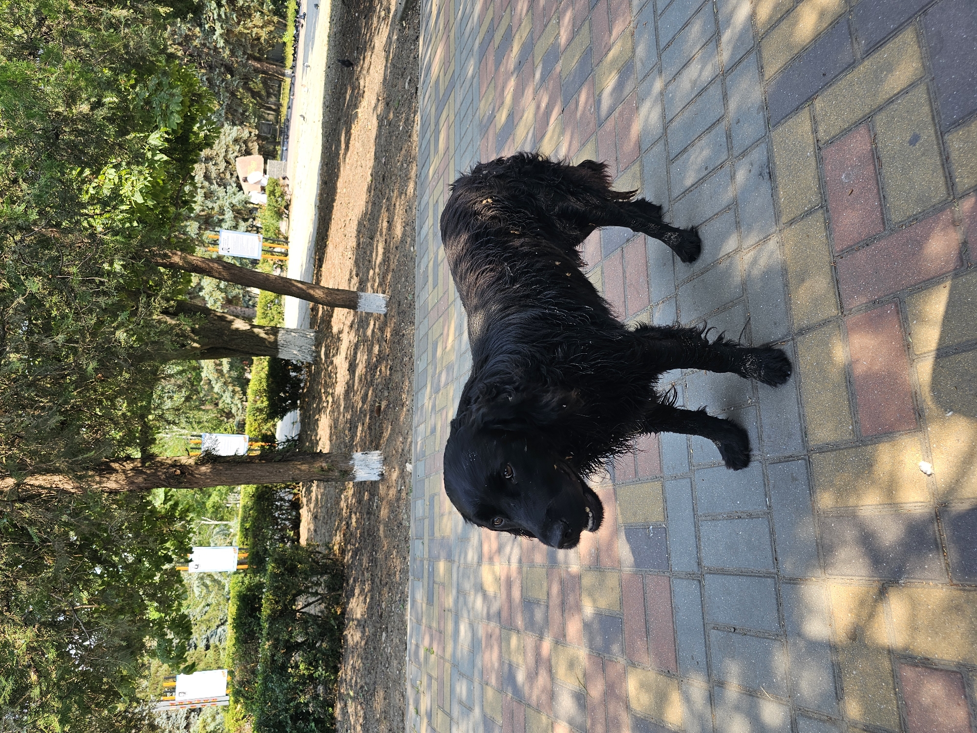 A black dog stands on a paved pathway, with trees and greenery in the background. The dog is facing to the right of the frame, with its head turned slightly towards the camera. Its fur appears wet and somewhat disheveled. The pathway is made of interlocking rectangular pavers in various shades of gray, red, and yellow. Sunlight casts dappled shadows on the ground, indicating it is daytime. In the background, there are trees with green foliage and some white posts with signs. The overall scene suggests an outdoor park or recreational area. The provided location context is Skadovsk, Ukraine.