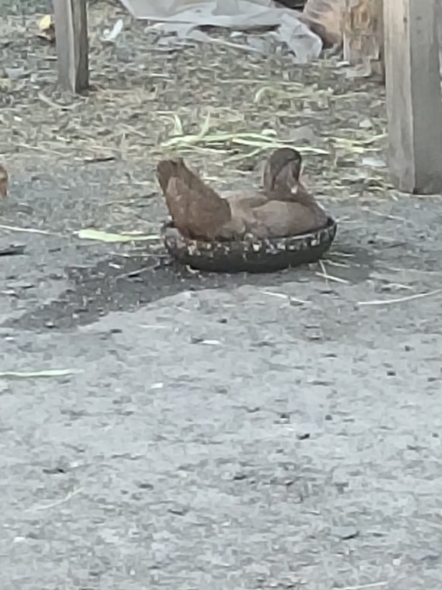 An adult duck with brown plumage sits inside a dark, circular object that appears to be a basket or a shallow container. The duck is facing to the left. The surrounding environment is a rough, grey surface with scattered organic debris. In the background, out-of-focus elements suggest a rustic setting with wooden posts and possibly some scattered white fabric. The scene is outdoors and appears to be in Ustyvytsia, Ukraine.