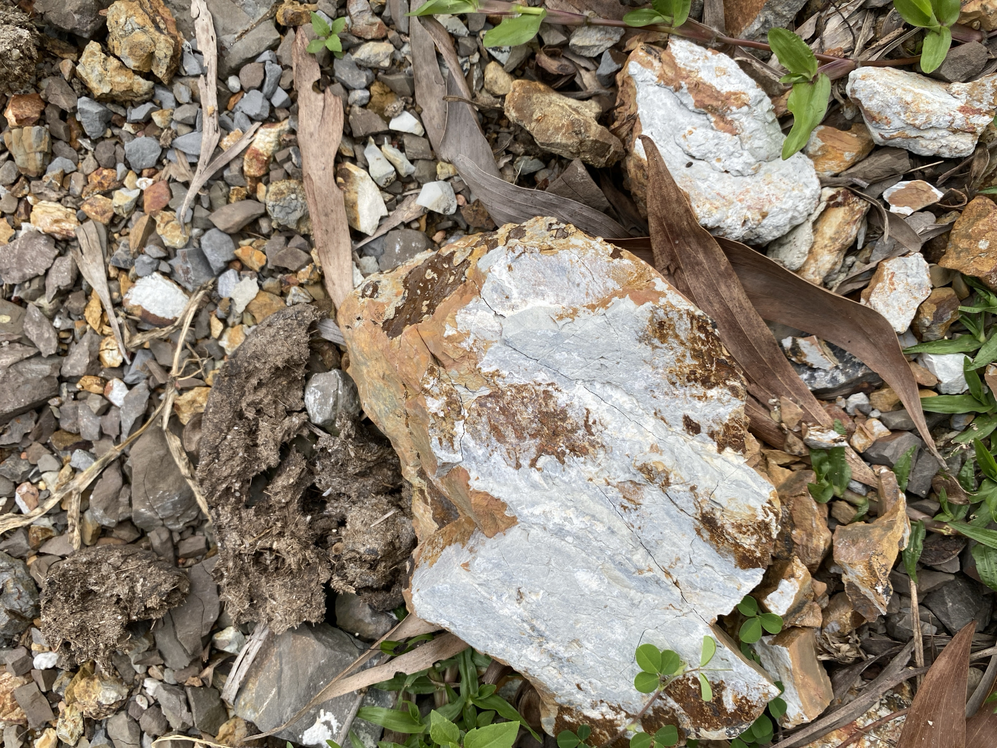 The image shows a close-up, top-down view of a ground surface composed of various rocks, dried leaves, and small green plants. Dominating the center is a large, light-colored rock with reddish-brown mineral deposits. To the upper left of this central rock, there are two clumps of dark, fibrous material, possibly dried animal droppings or decaying organic matter. The background consists of a dense scattering of small, angular rocks of varying colors, including grey, brown, and some with yellowish or reddish hues. Dried, elongated leaves are interspersed throughout the scene, and small green shoots are visible emerging from the rocky ground. The lighting suggests an outdoor environment, likely during the daytime. No people or specific landmarks are identifiable, making it difficult to pinpoint the exact location within Ko Siboya, Thailand, beyond it being a natural outdoor setting.