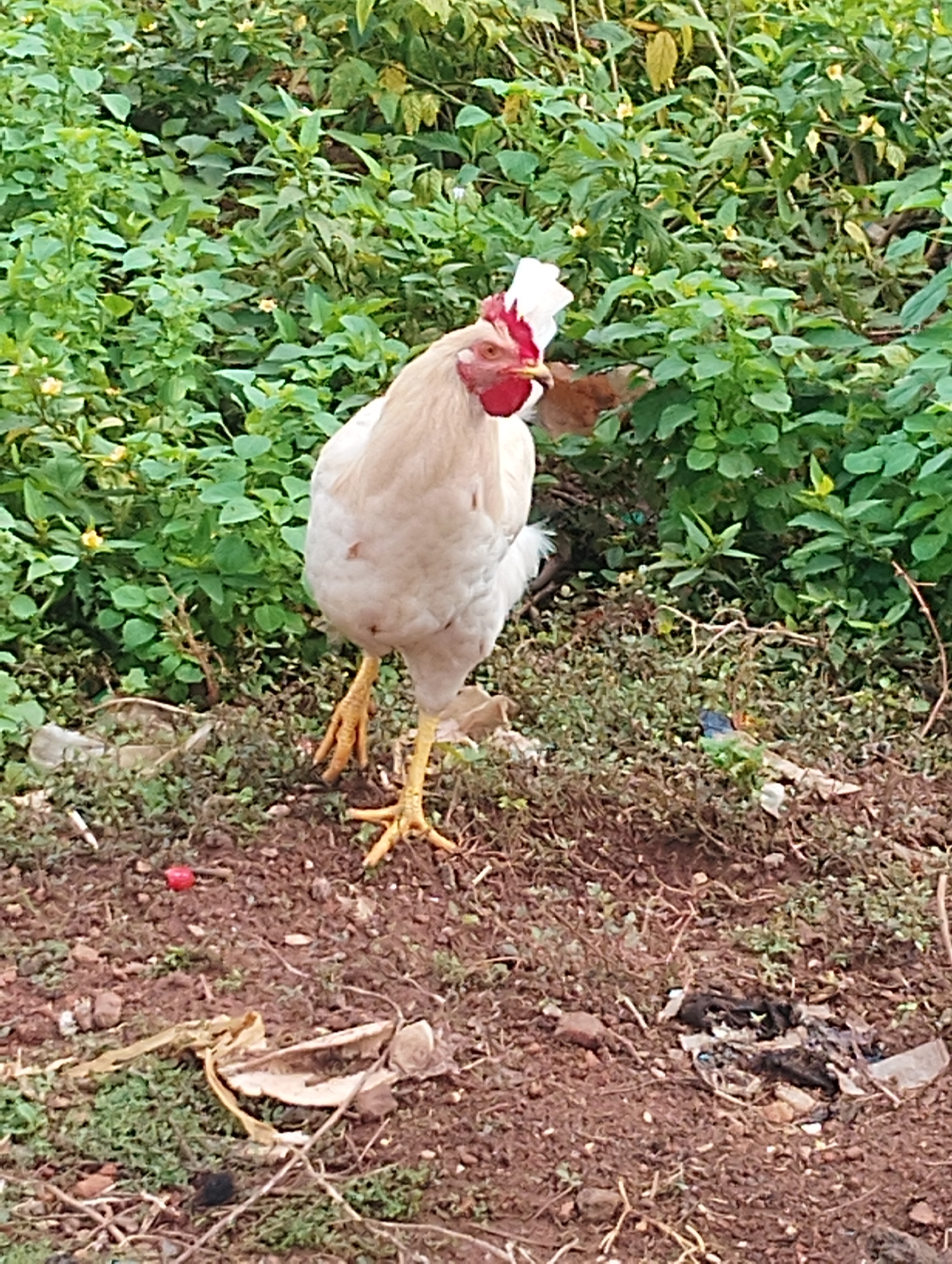 A white rooster with a red comb and wattle stands on a dirt path amidst green foliage. The rooster is facing left, with its body angled towards the viewer. Its legs are yellow and its feet are splayed. In the background, there is dense green vegetation, and the ground is covered in dirt, small stones, and some scattered debris, including plastic wrappers and dried leaves. A small red object, possibly a berry or a piece of fruit, is visible on the ground to the left of the rooster. This scene is likely from an outdoor area in Agege, Nigeria, such as a backyard or a less-maintained public space.