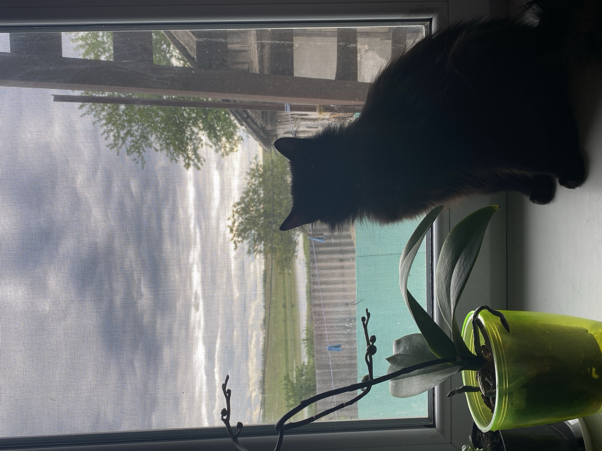 A poorly lit, slightly rotated image shows a window with a black, long-haired cat standing on the right, partially obscuring the outside view. The window is covered by a screen, and through it, one can see a cloudy sky, some trees, and a light green fence. A potted orchid in a translucent green pot is on the window sill. The location is Unknown, Unknown.