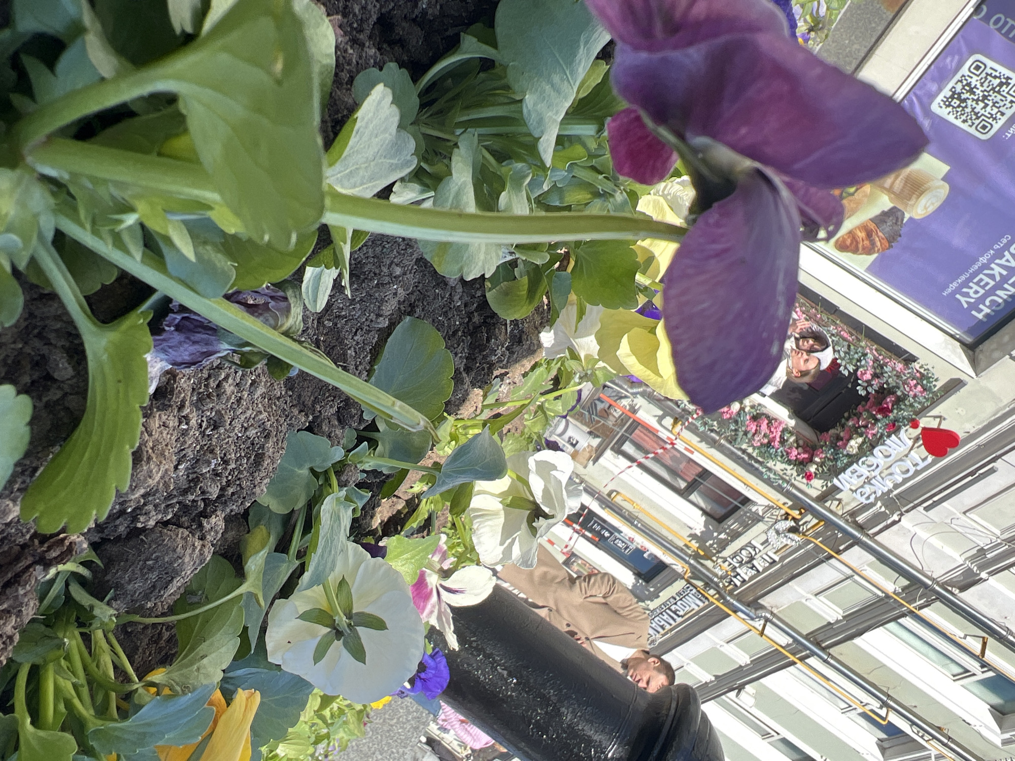 The image depicts a street-level view in Moscow, Russia, focusing on a flower bed with pansies in various colors including purple, white, and yellow. The flower bed appears to be next to a street. Reflections in the glass surfaces reveal people walking by and the architectural details of nearby buildings. Specifically, a sign for "French Bakery" is visible, along with another sign that reads "Moskva" (Moscow) in Cyrillic. The overall impression is that of a vibrant urban scene with elements of nature and commerce.