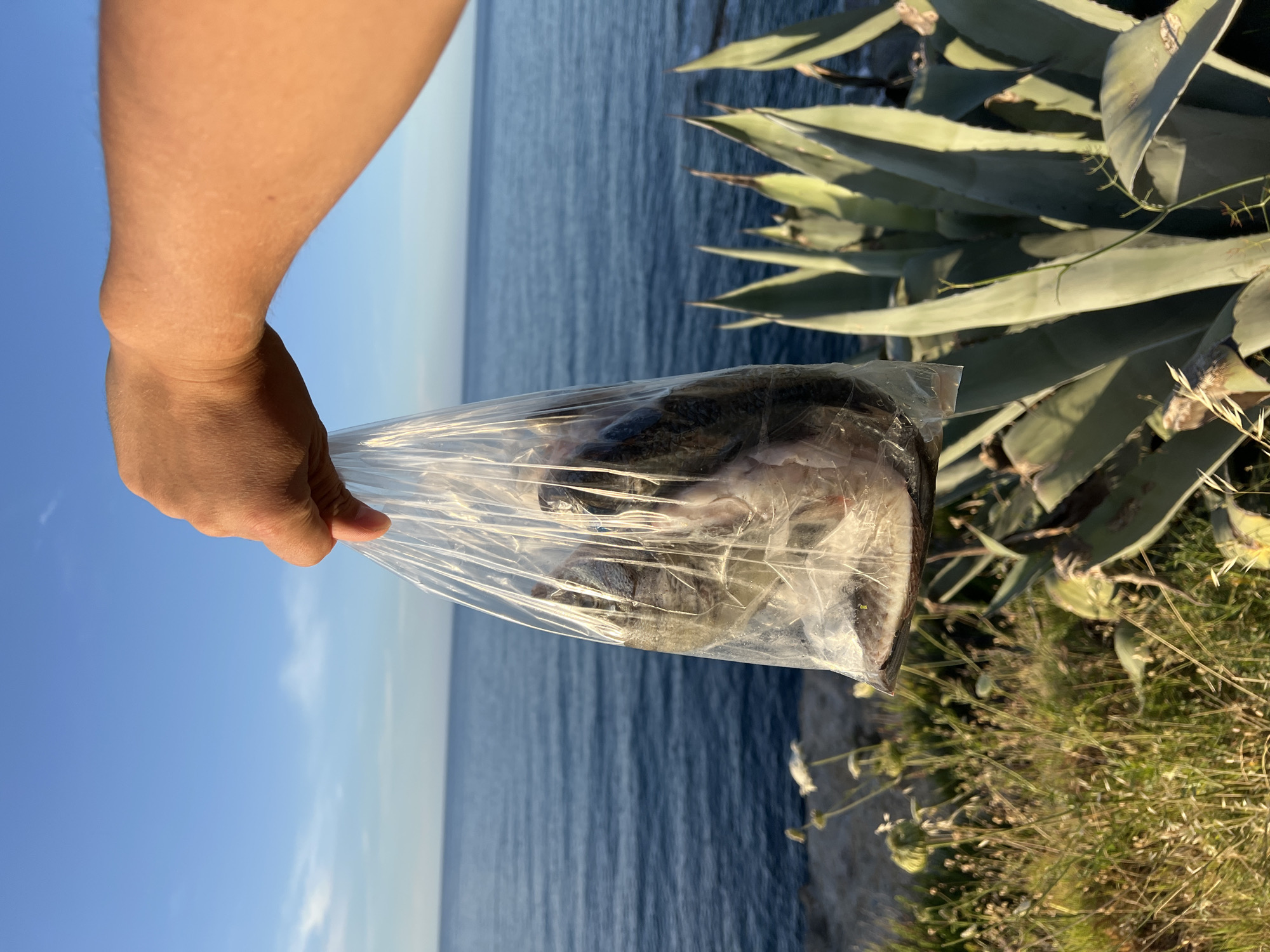 The image displays a close-up of a person's tanned right arm and hand holding a transparent plastic bag filled with several small, dark-scaled fish. The scene is set outdoors along the coastline of Sperone, Italy. In the background, a calm, deep blue sea extends to meet a clear, light blue sky with faint wisps of clouds near the horizon. The midground on the left features a rocky shoreline with sparse green and dried vegetation, including some white flowering plants. The right side of the foreground is dominated by large, spiky agave plants, brightly illuminated by direct sunlight, which casts distinct shadows. The fish inside the bag appear to be whole and freshly caught.