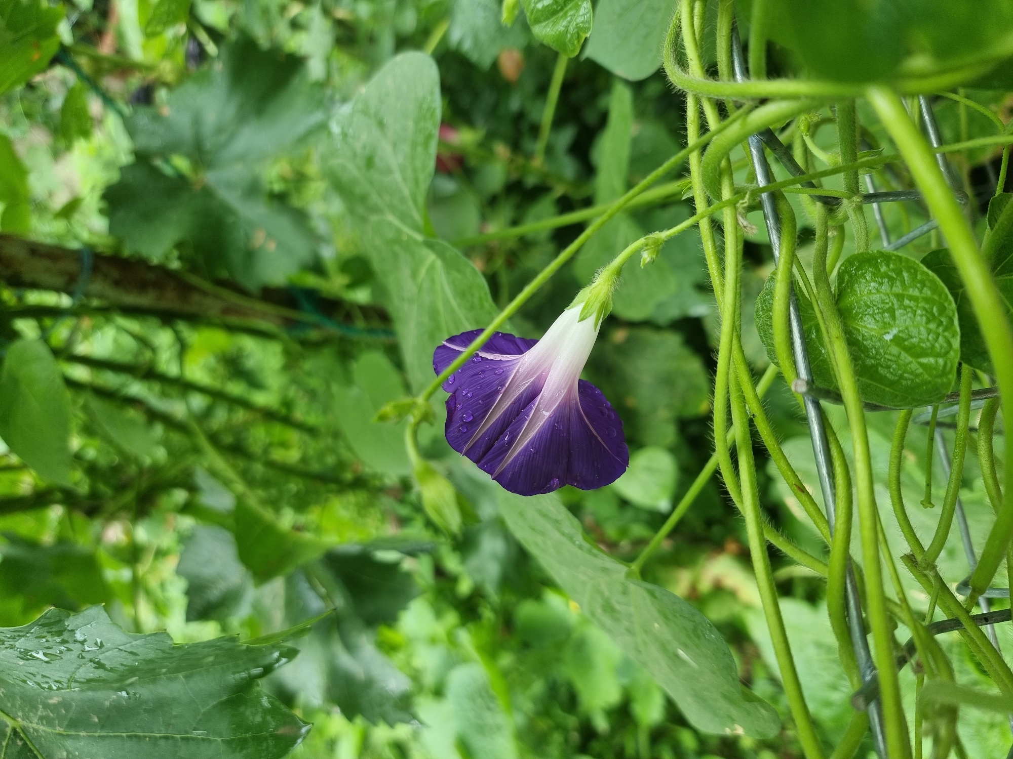 The image shows a close-up of a purple morning glory flower with dew drops on its petals. The flower is in focus and has a trumpet shape, with the petals unfurling towards the left. The background is filled with lush green foliage and vines, suggesting an outdoor setting. The lighting is soft and diffused, indicative of an overcast day or shaded area. There is no visible evidence of people or any specific location in the city of Copanca, Moldova, being depicted. The scene appears to be a natural environment with a focus on the botanical subject.
