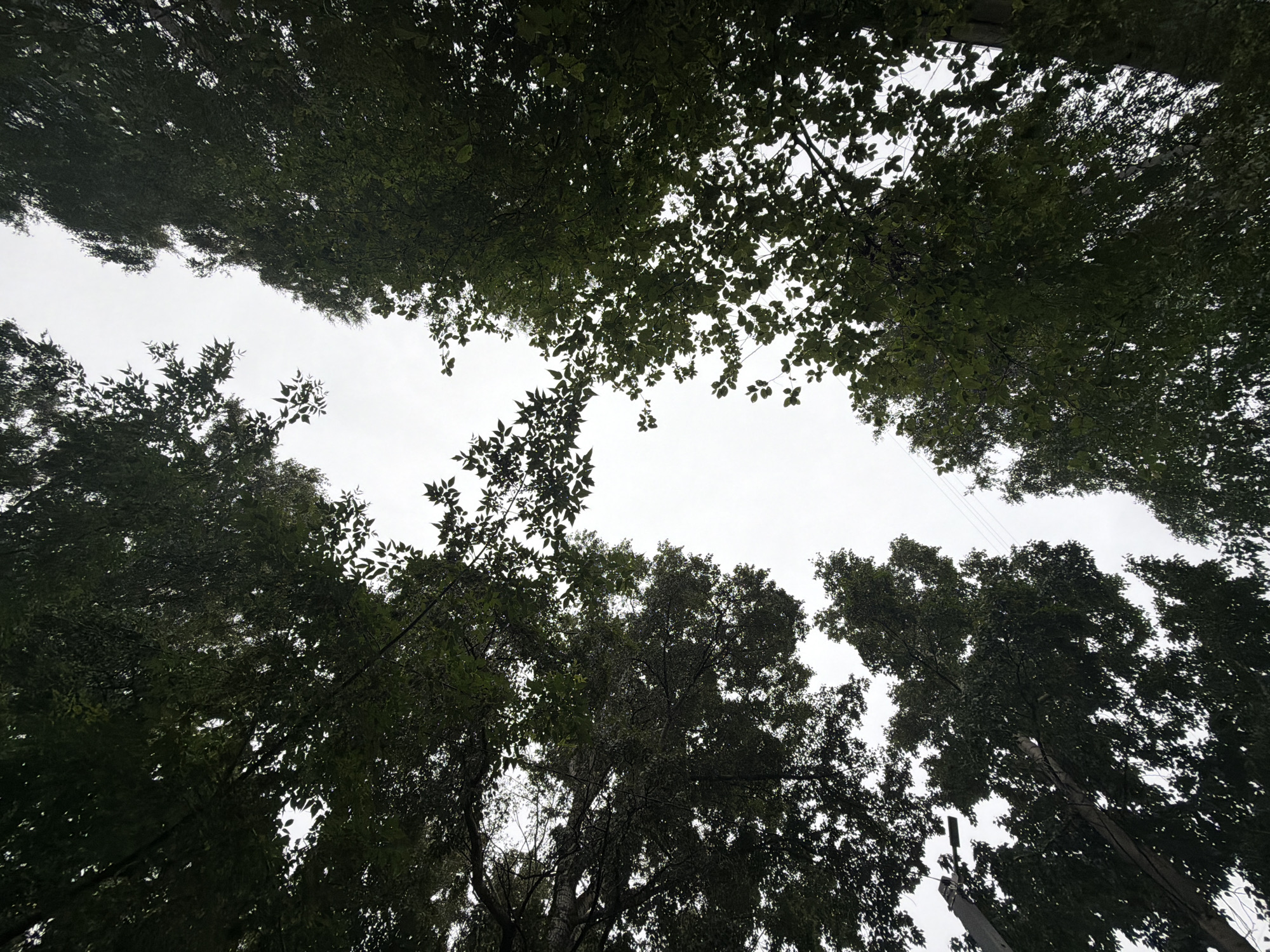 The image shows a view looking up through the canopy of trees towards an overcast sky. The trees are dense with dark green leaves, creating a partial frame around the sky. The perspective is from below, emphasizing the height and spread of the trees. In the distance, faint lines of power lines are visible against the sky. The scene appears to be outdoors in a natural or semi-natural setting within the city of Chaikovsky, Russia.