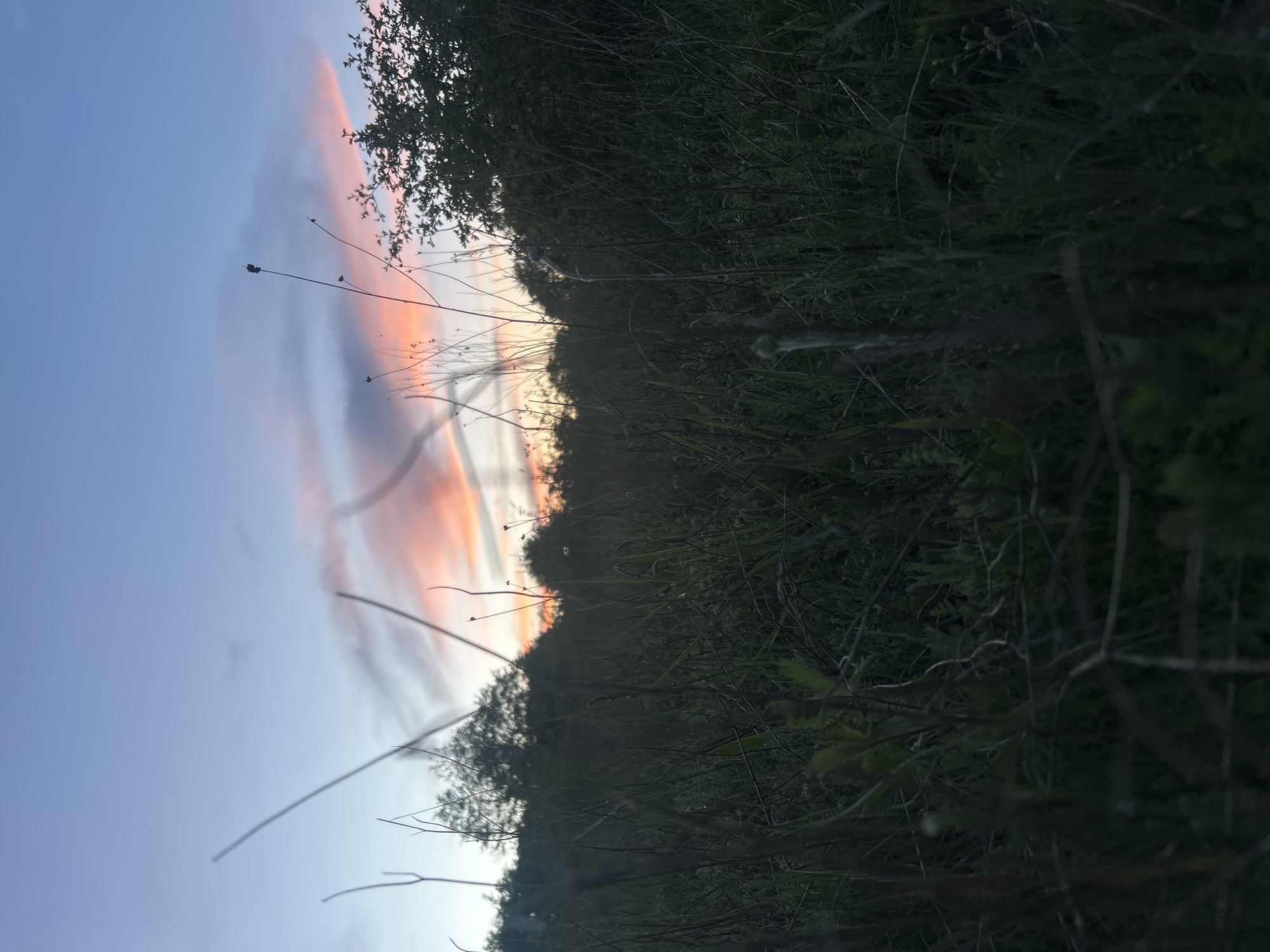 The image presents a landscape at twilight, with a vibrant sunset illuminating the sky. The sky is a gradient of blues, transitioning into pink and orange hues near the horizon. Tall grasses and vegetation dominate the foreground, creating a textured layer of greens and browns. Trees are silhouetted against the bright sky, adding depth to the scene. The photograph appears to be taken in a natural environment, possibly a field or meadow. Location details: Unknown, Unknown.